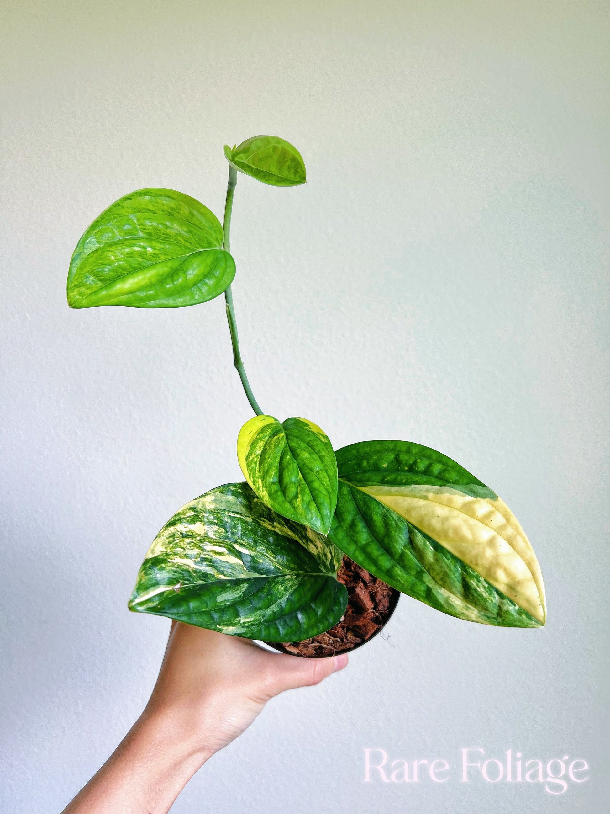 monstera peru plant for sale Monstera Peru Variegated 4'' – Rare Foliage Plant Co
