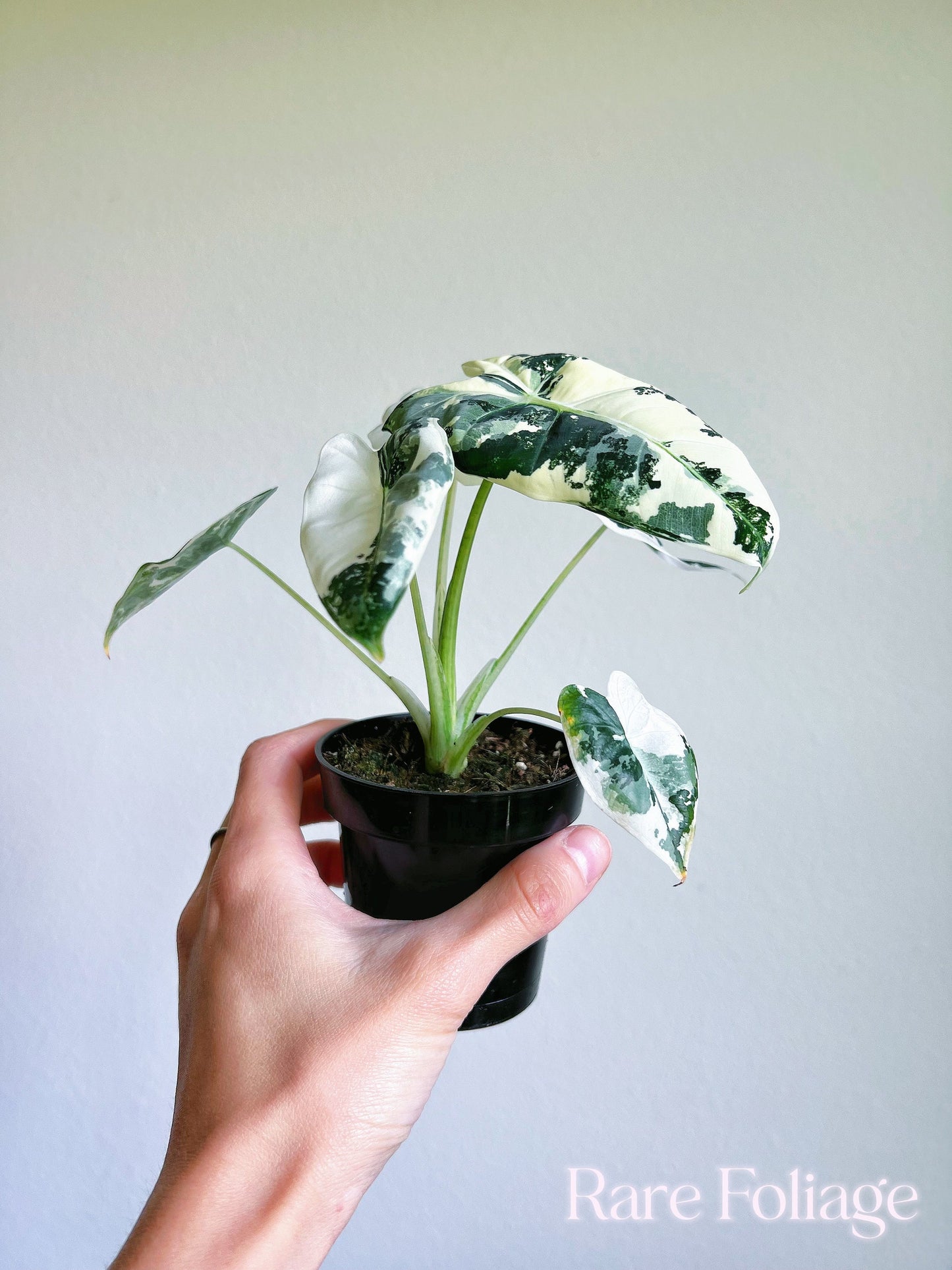 Alocasia Frydek Variegated 3" - US SELLER