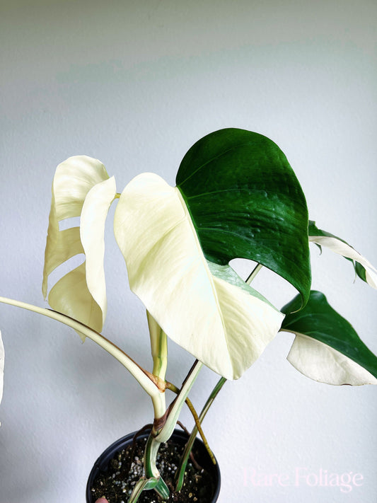 Monstera Albo High Variegation 6” - US SELLER