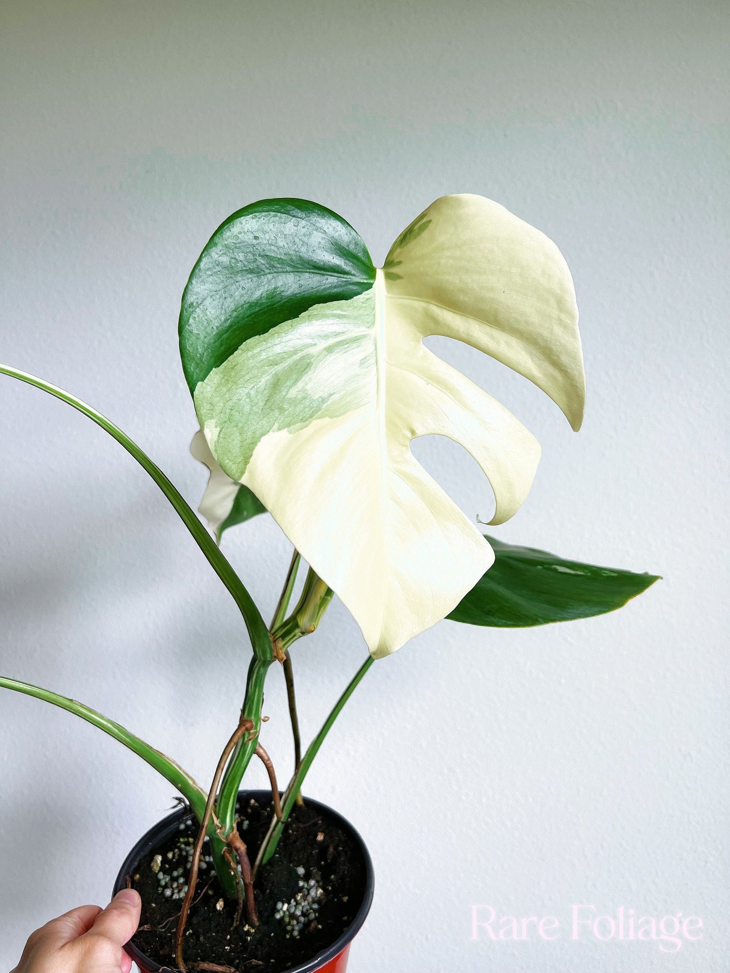 Monstera Albo High Variegation 6” - US SELLER