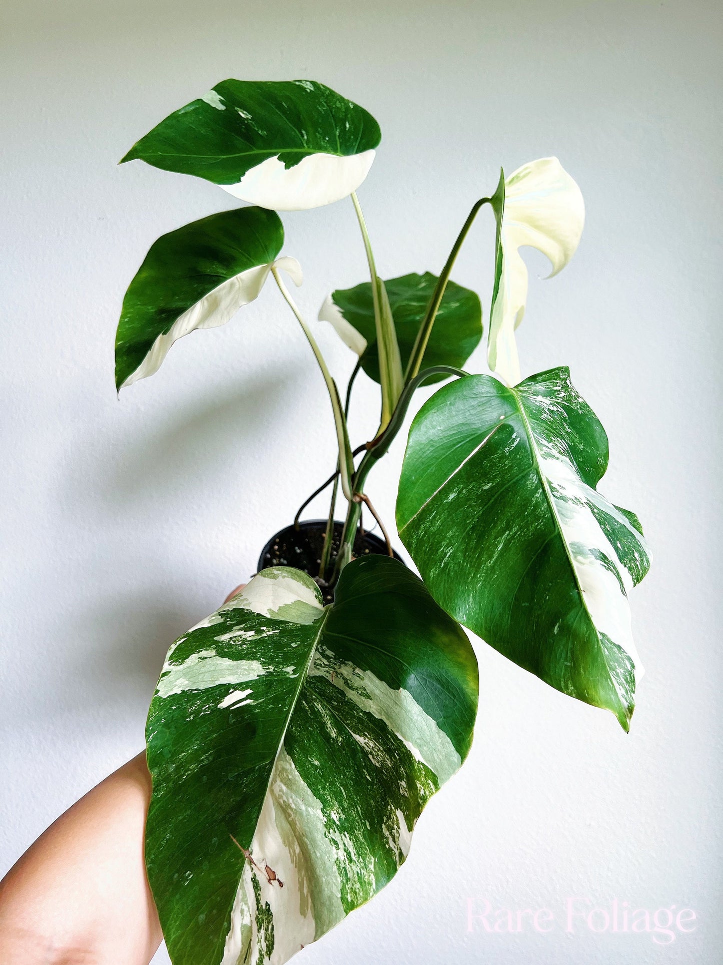 Monstera Albo High Variegation 6” - US SELLER