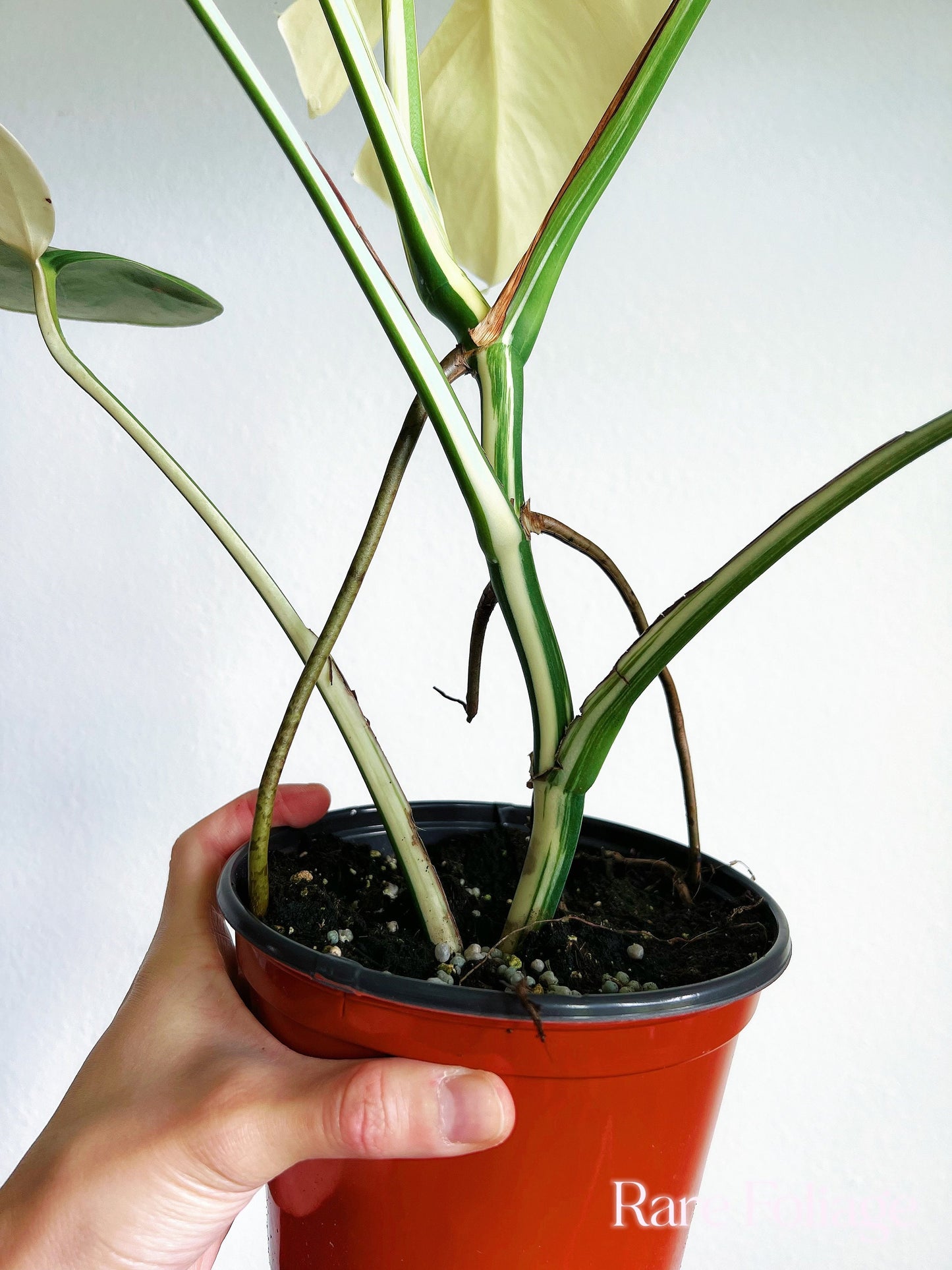 Monstera Albo High Variegation 6” - US SELLER