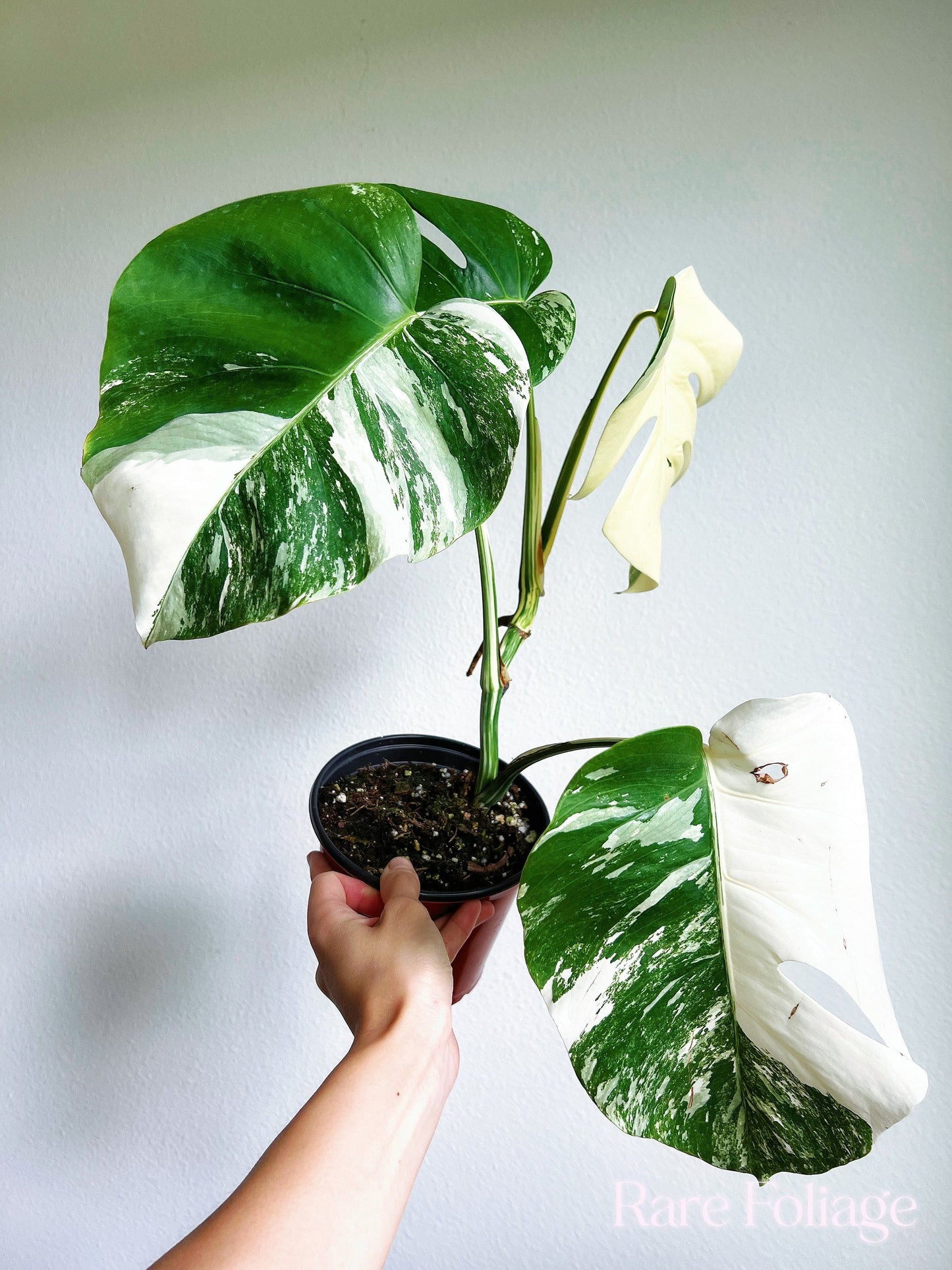 Monstera Albo High Variegation 6” - US SELLER