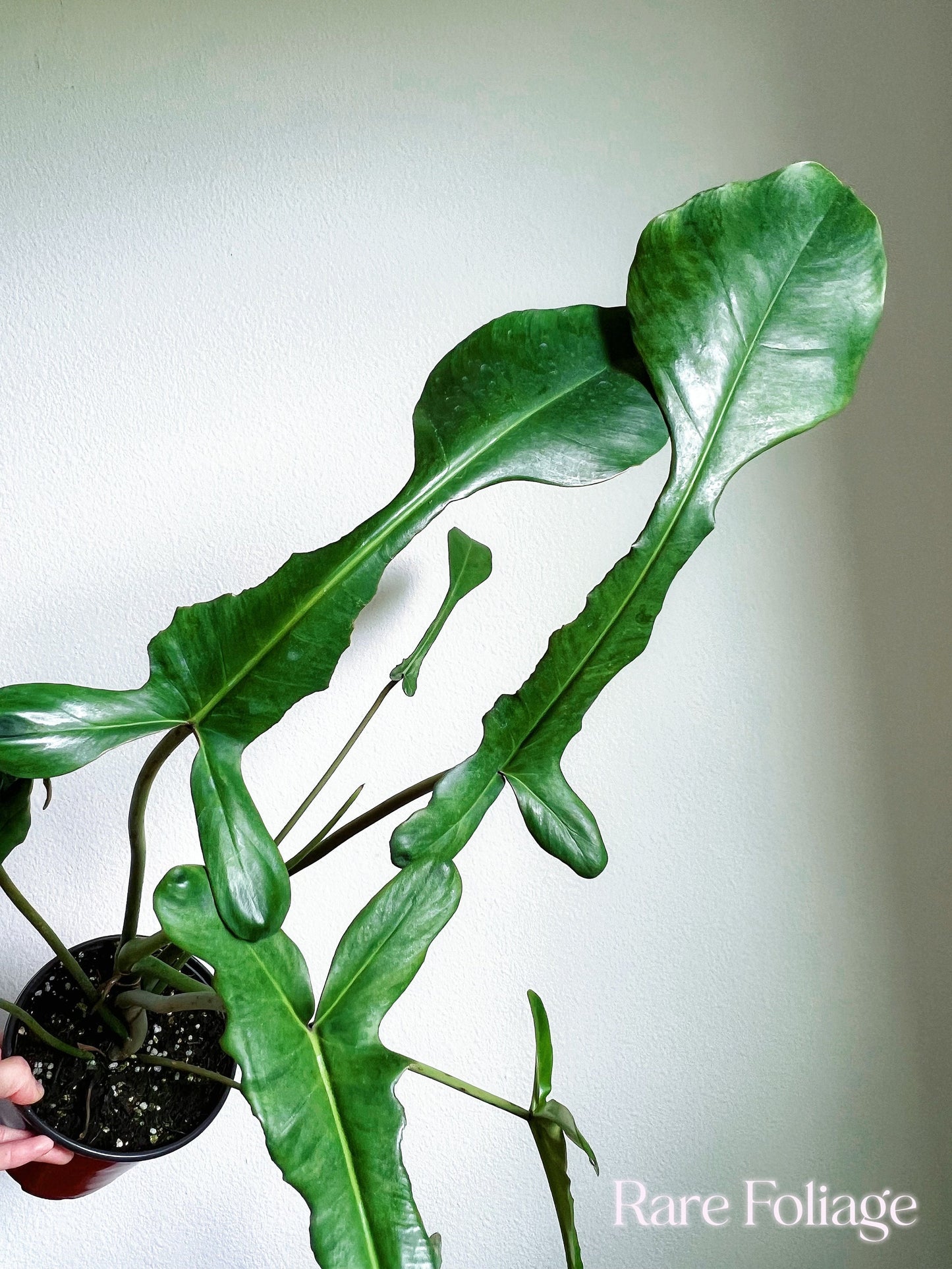 XL Philodendron Joepii 6” - US SELLER