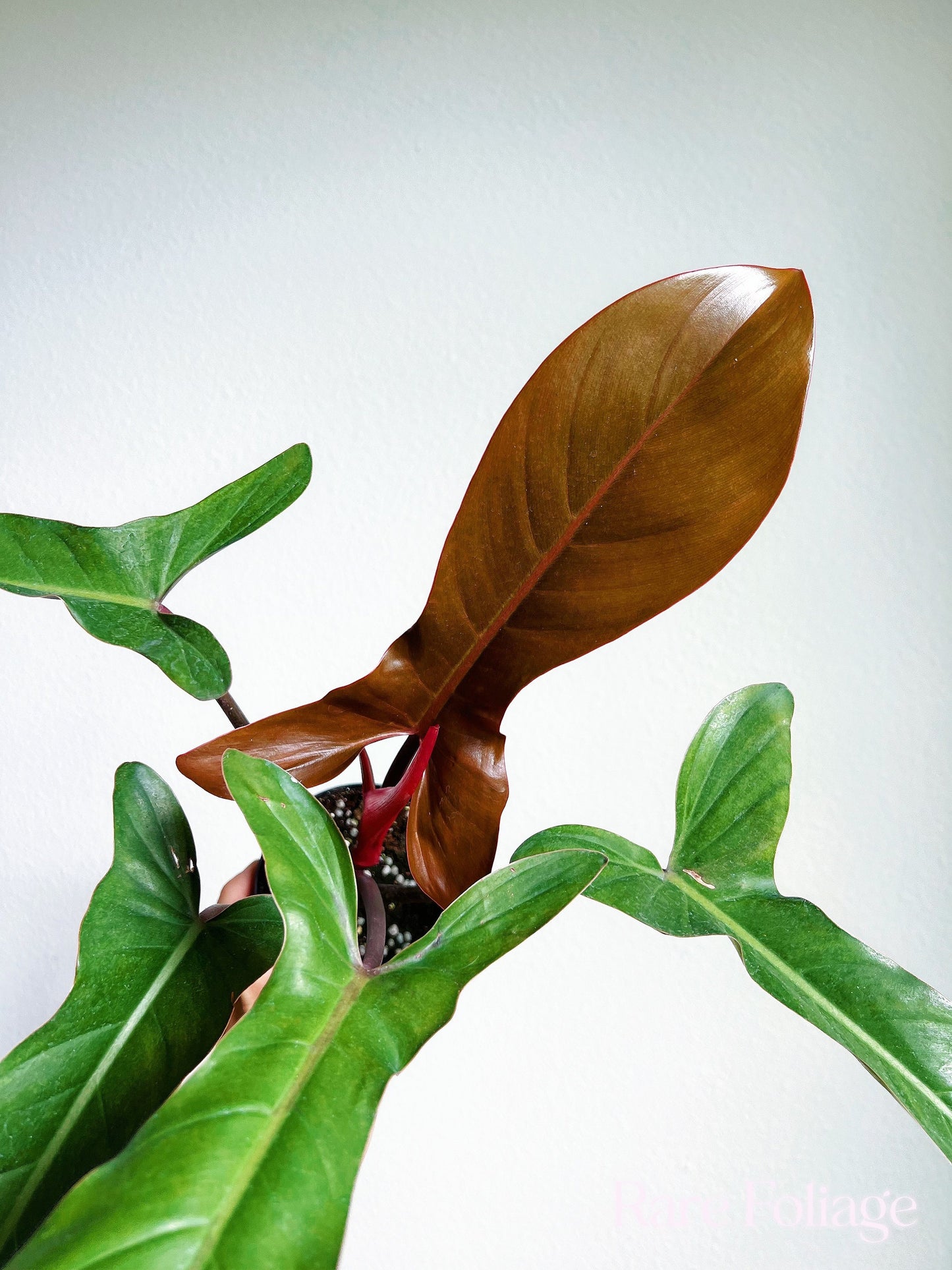 Philodendron Florida Bronze 4" - US SELLER