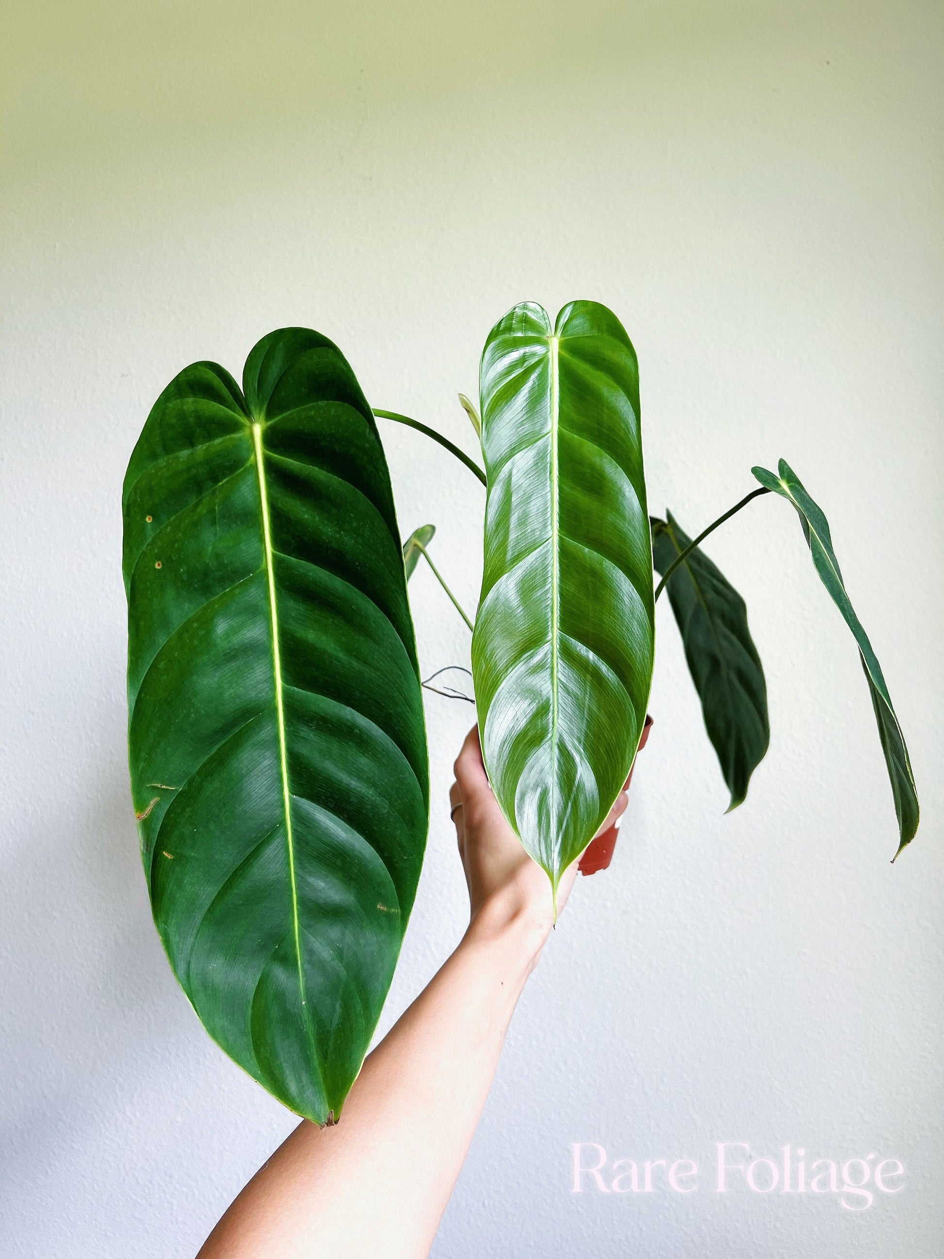philodendron esmeraldense for sale Philodendron Esmeraldense 4"