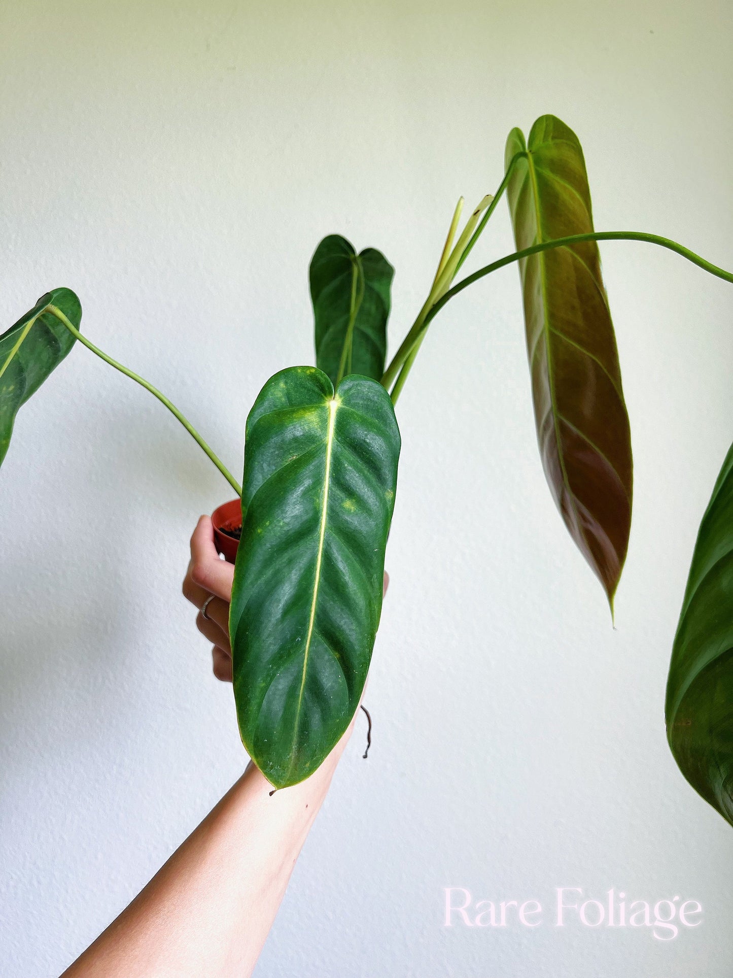 Philodendron Esmeraldense Narrow 4" - US SELLER