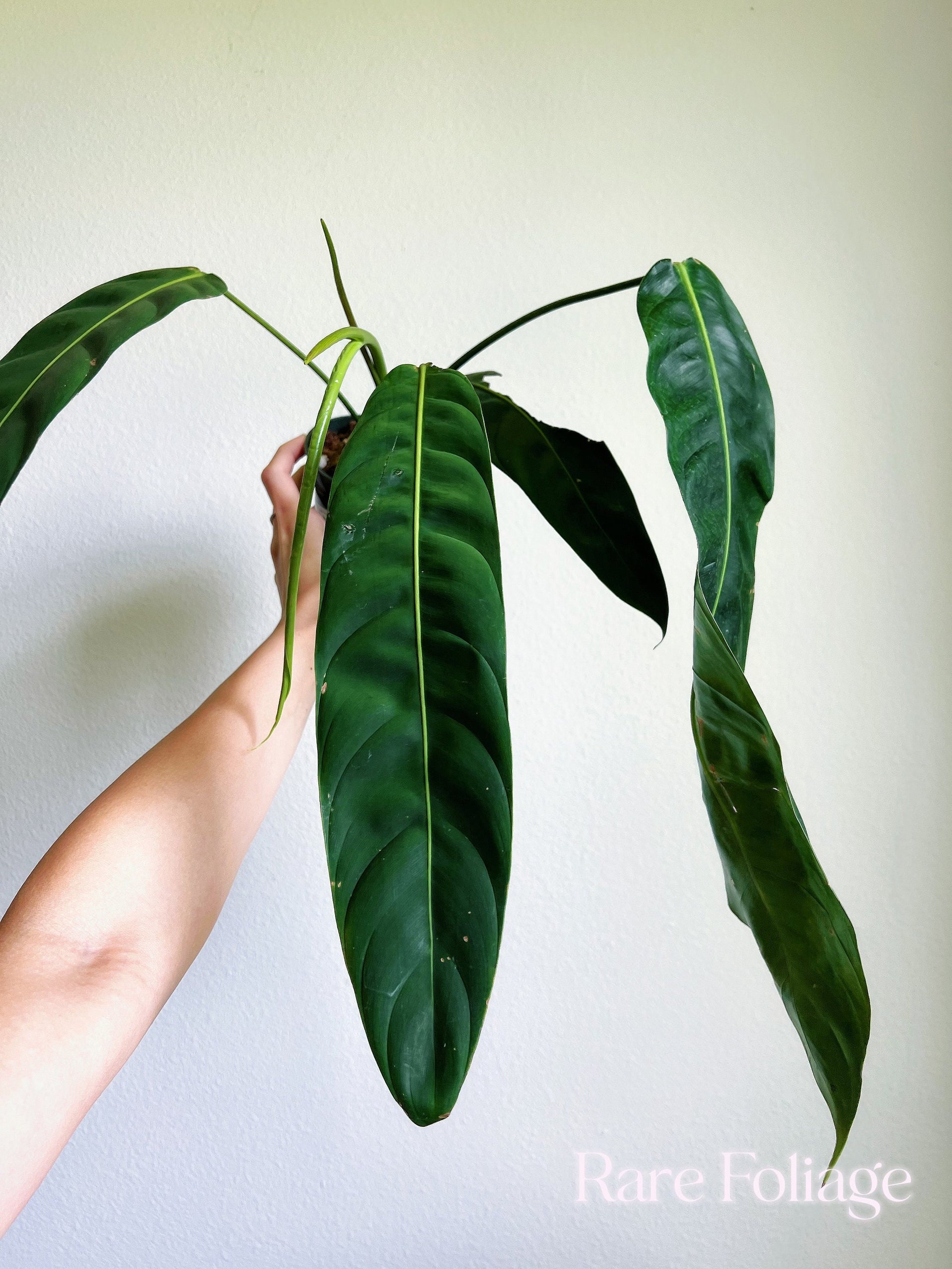 philodendron patriciae etsy Philodendron Patriciae Large 4"