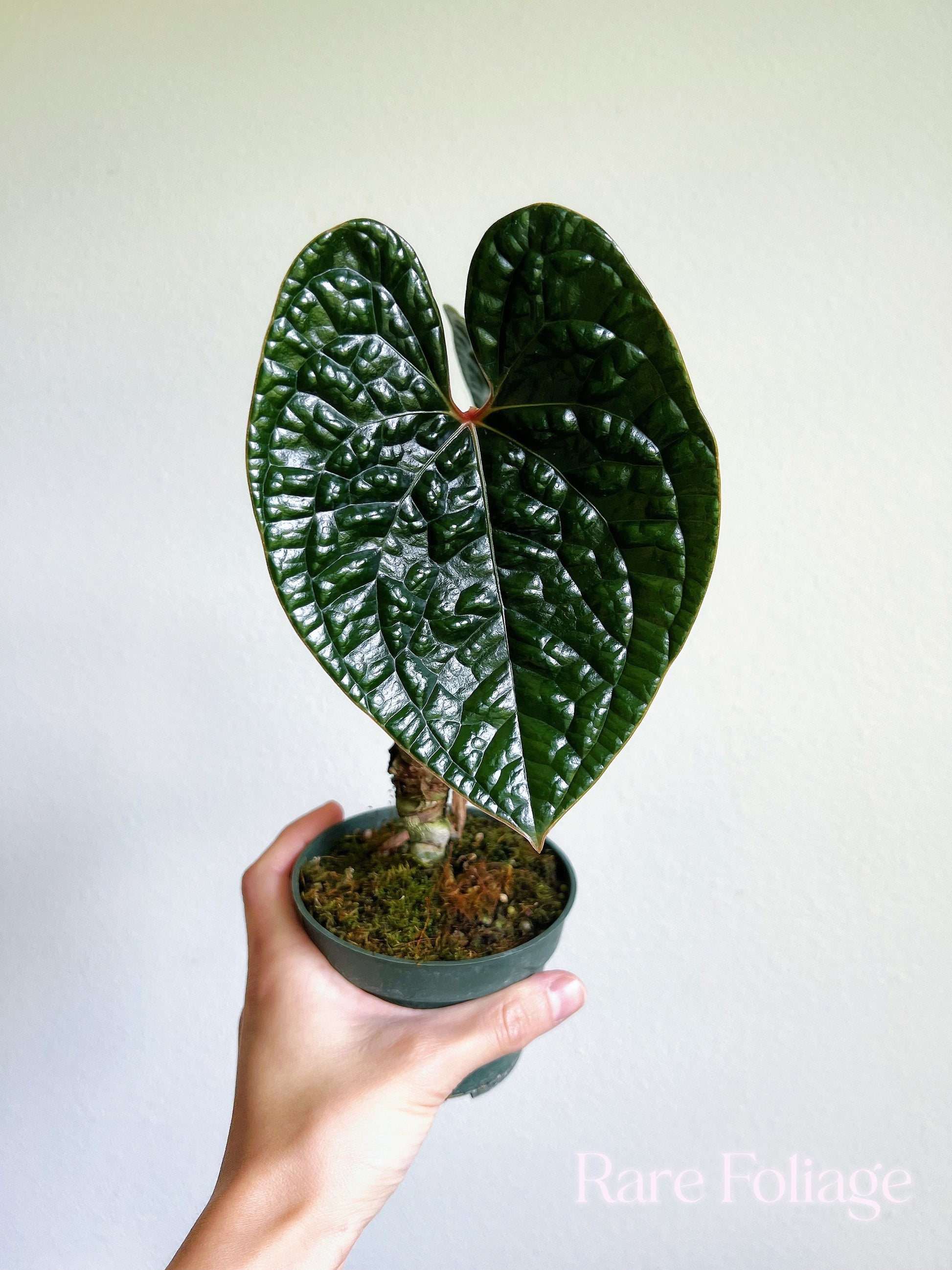 anthurium luxurians price Anthurium Luxurians 4”