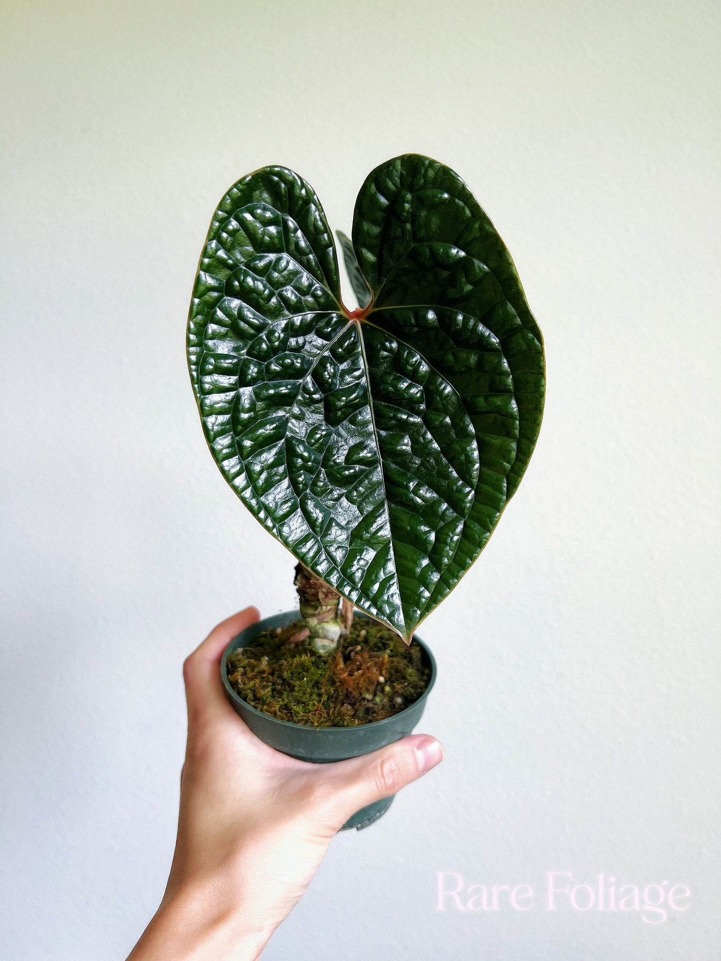 Anthurium Luxurians 4” - US SELLER