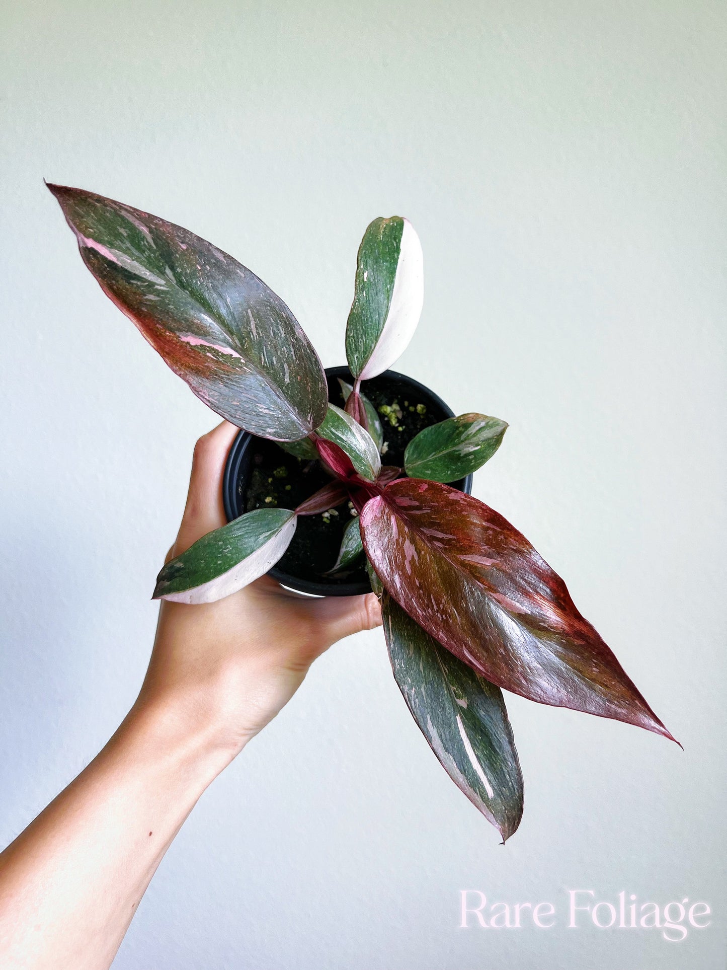 Philodendron Pink Princess Marble 4"- US SELLER