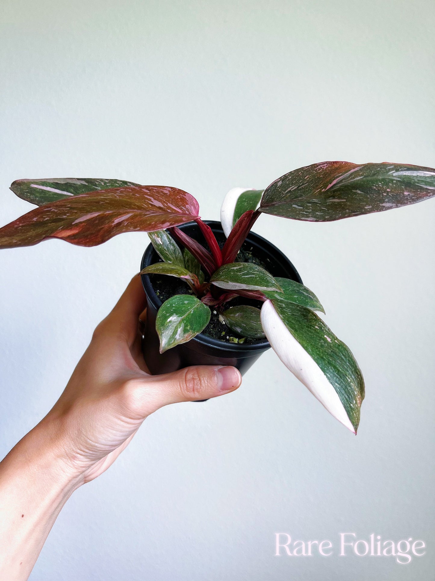 Philodendron Pink Princess Marble 4"- US SELLER