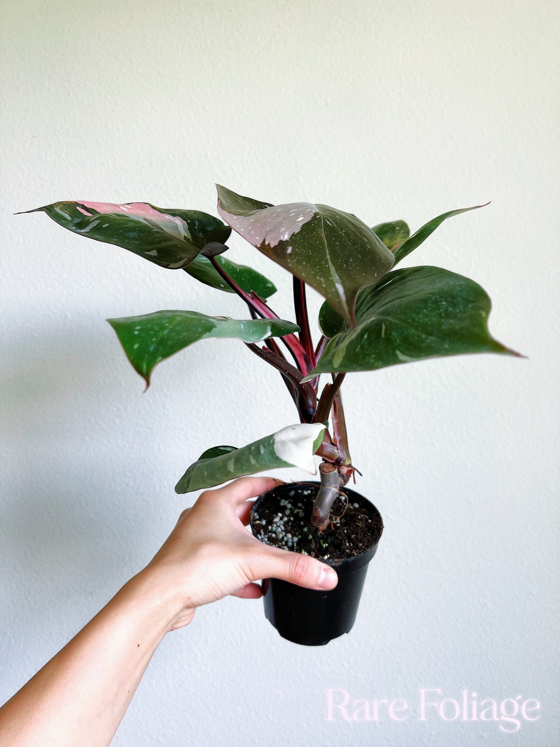 red anderson philodendron for sale Philodendron Red Anderson 6”