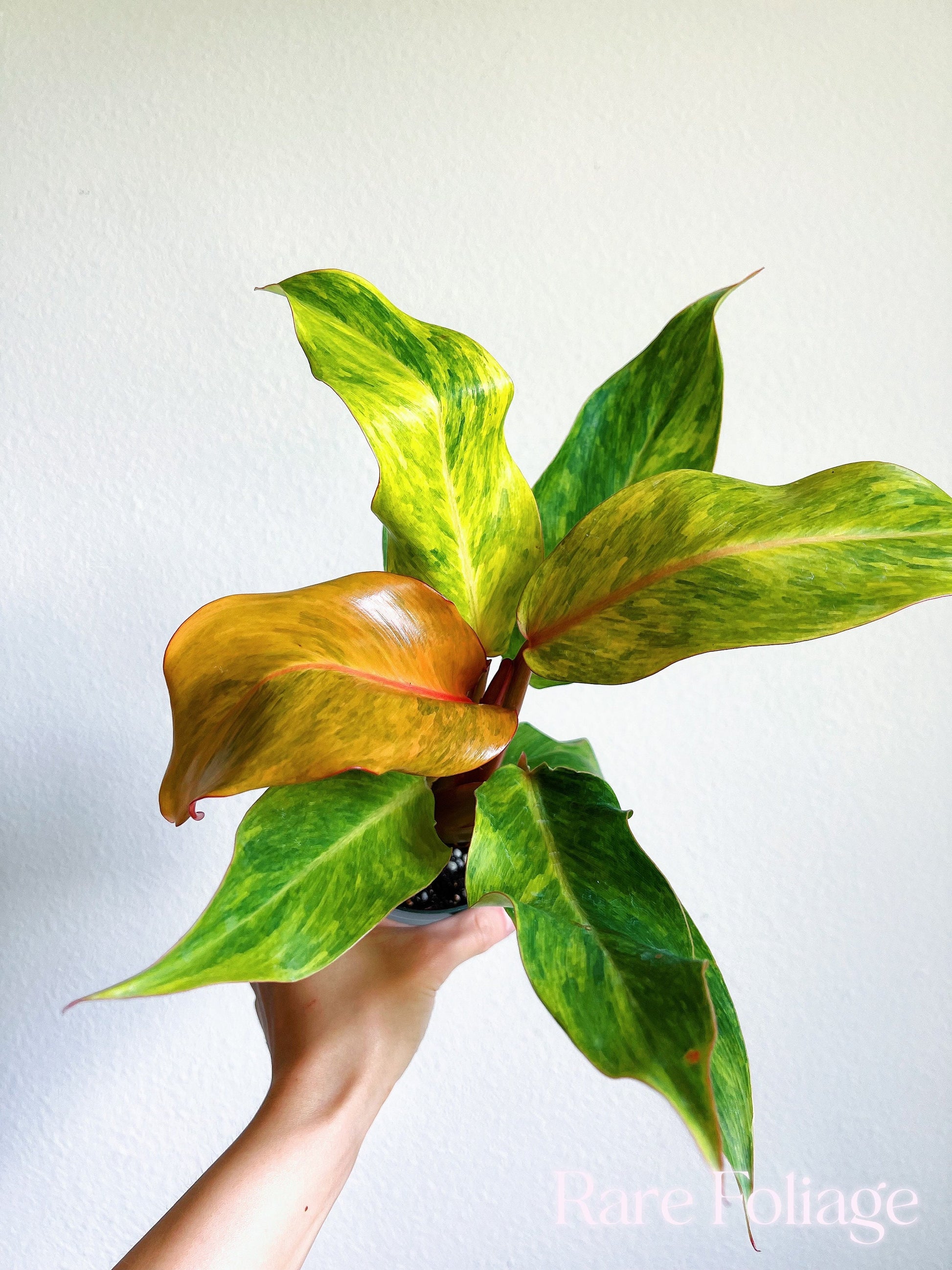 philodendron orange marmalade plant Philodendron Orange Marmalade 4"
