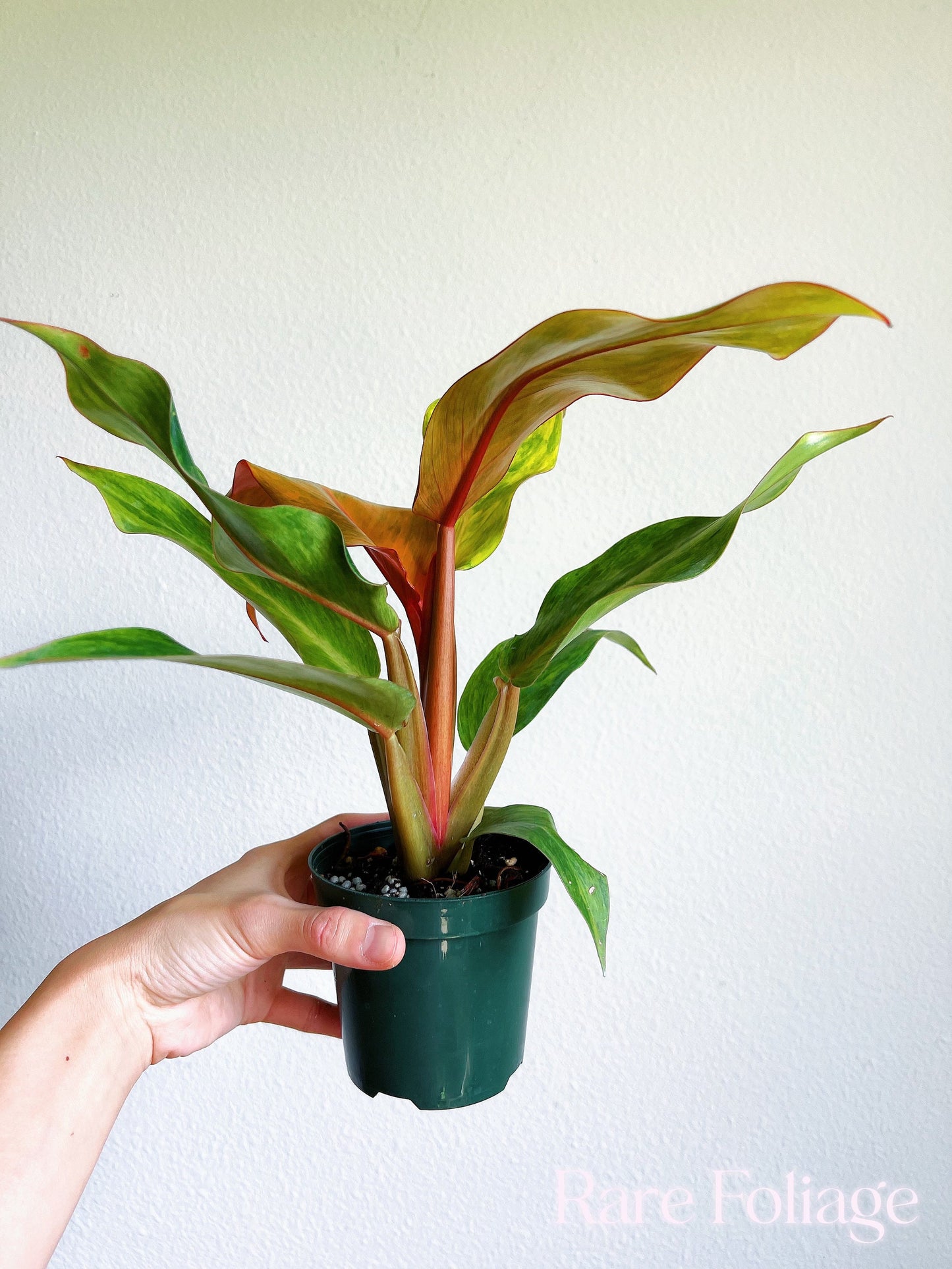 Philodendron Orange Marmalade 4" - US SELLER