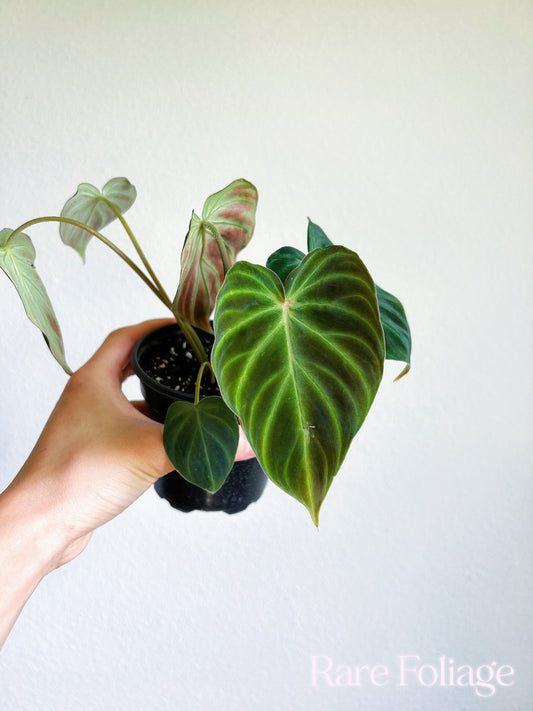 Philodendron Verrucosum 4" - US SELLER