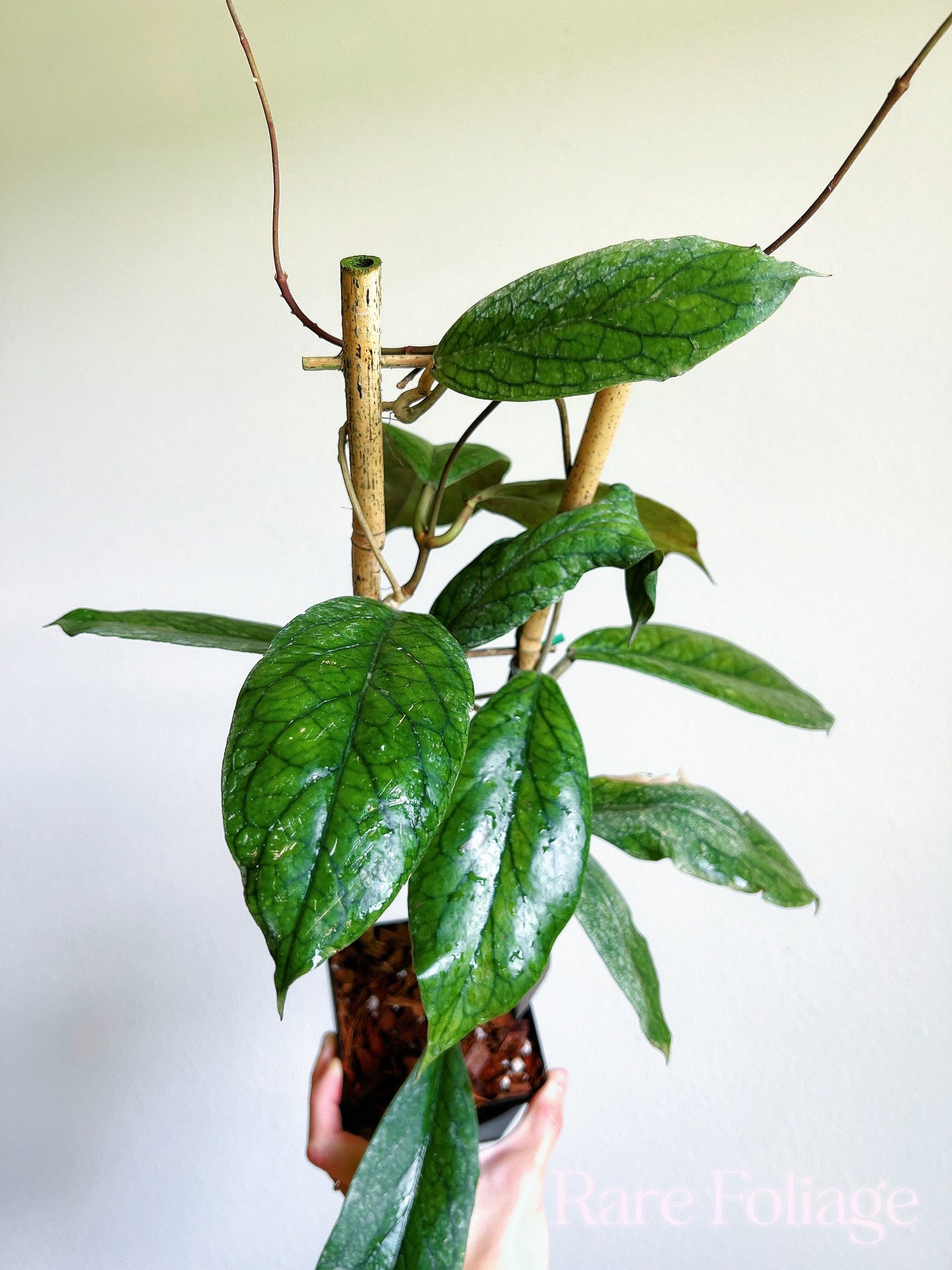 Hoya Vitellinoides Trellis 4" - US SELLER