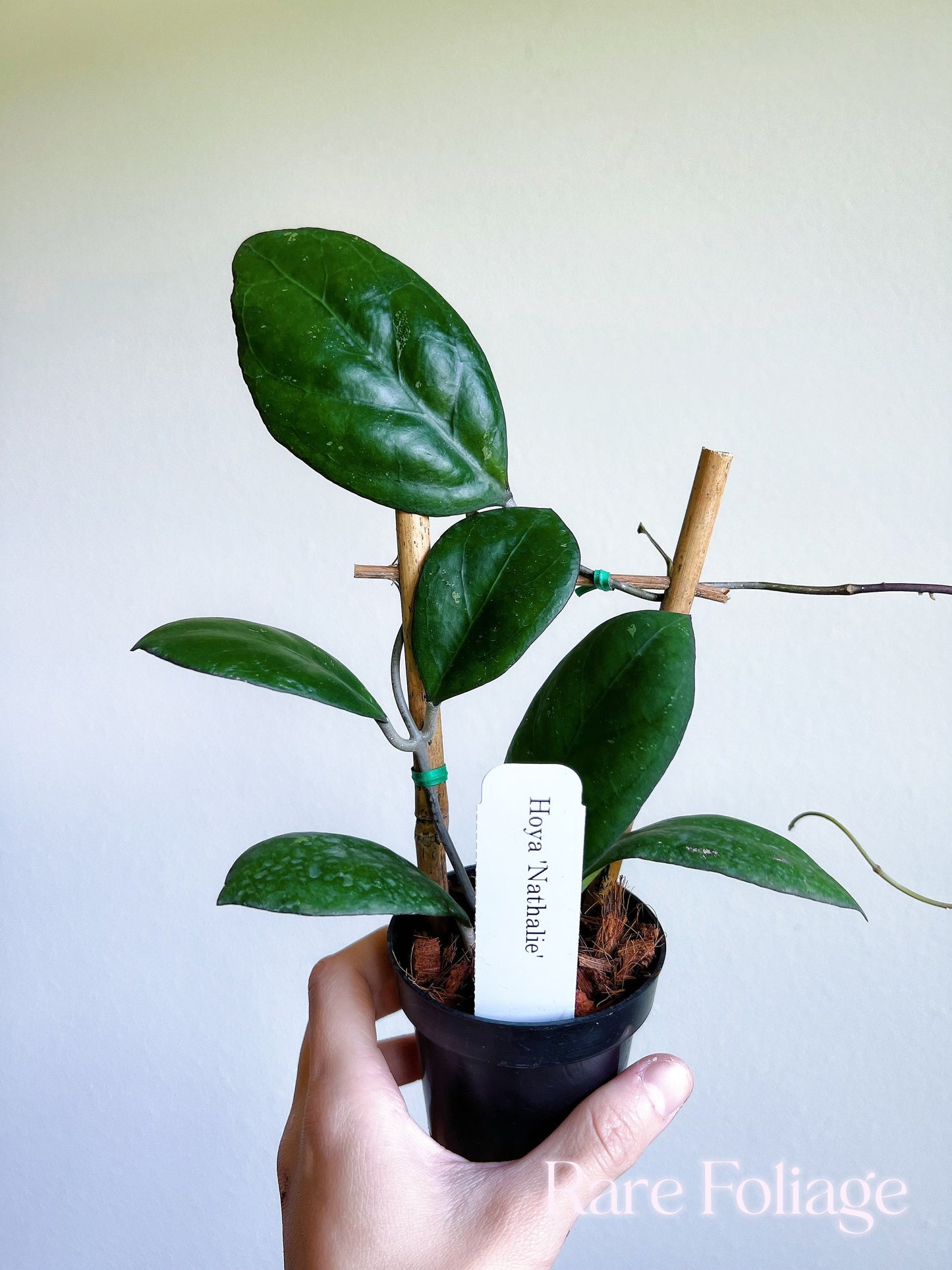 Hoya ‘Nathalie’ 3” on Trellis - US SELLER