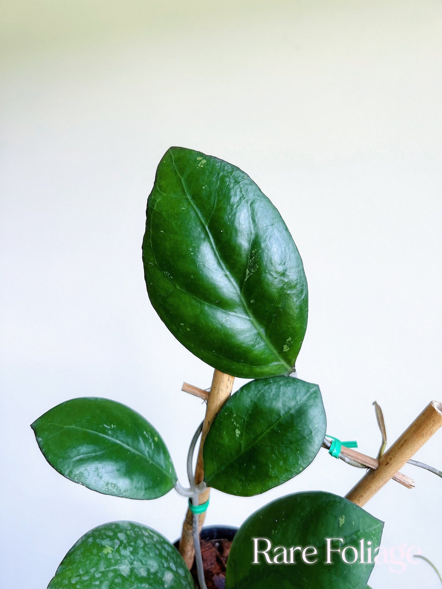 Hoya ‘Nathalie’ 3” on Trellis - US SELLER