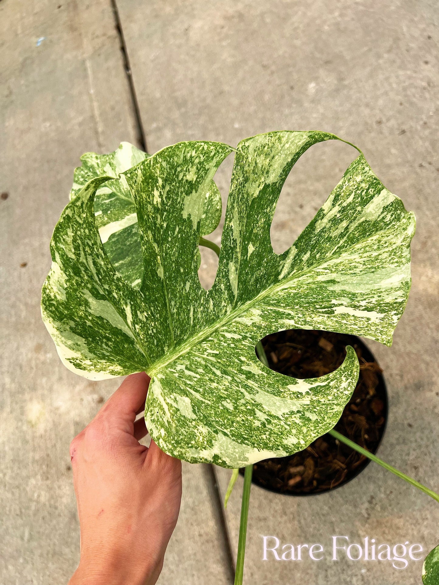 Monstera Thai Constellation ‘Platinum’ 6" Exact Plant - US SELLER