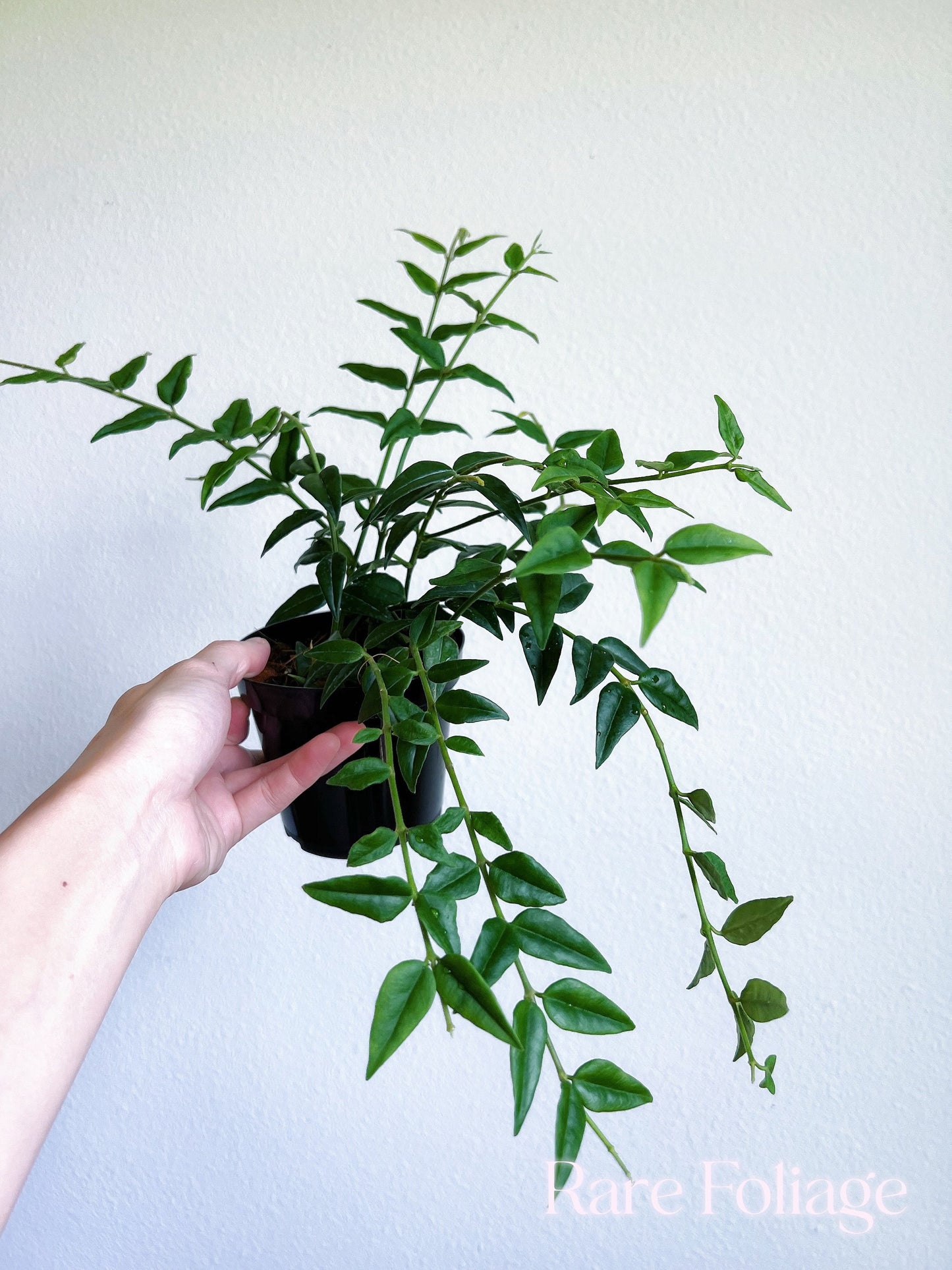 Hoya Bella 4” - US SELLER