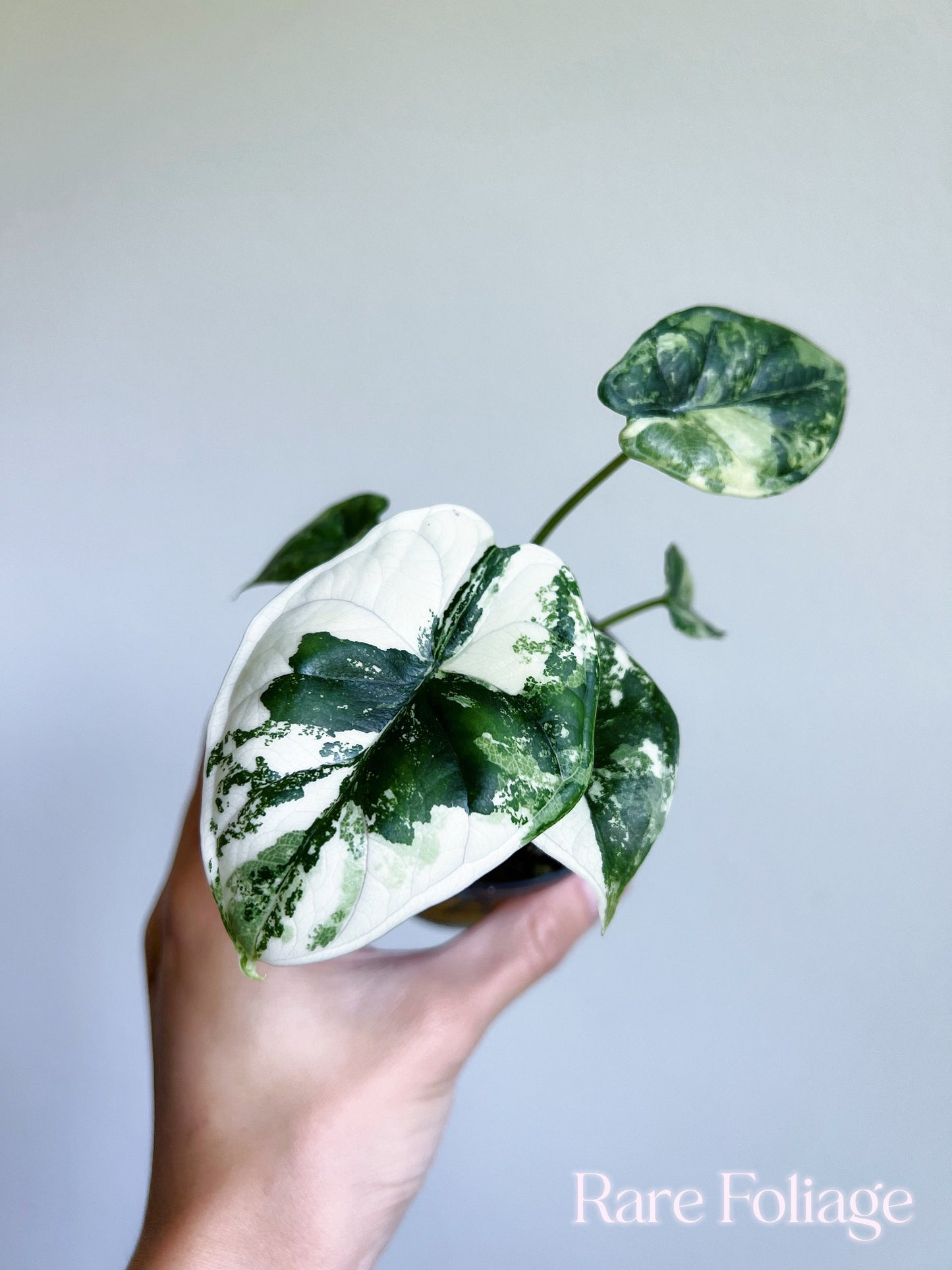 Alocasia Dragon Scale Variegated 3"