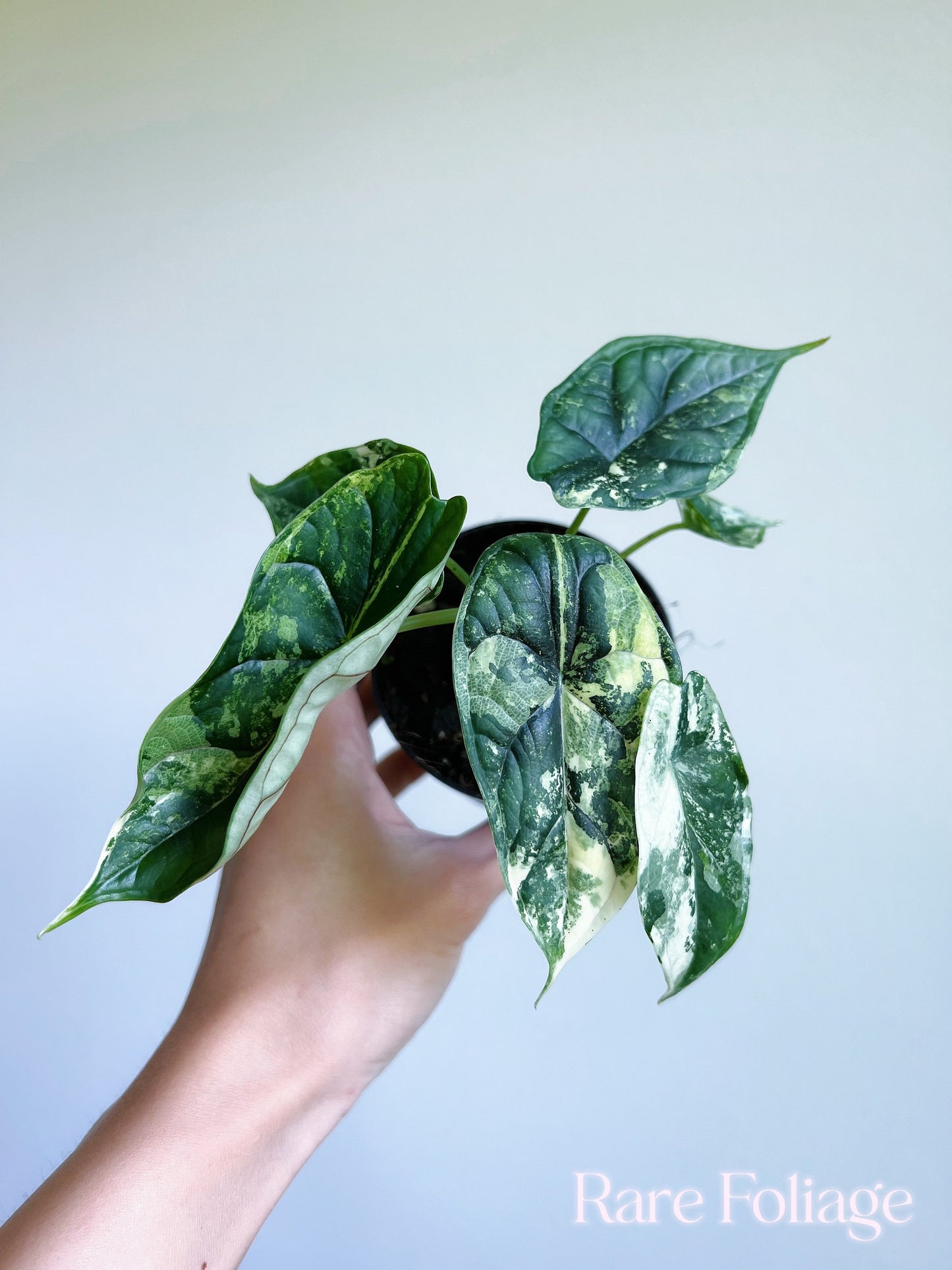 Alocasia Dragon Scale Variegated 3"