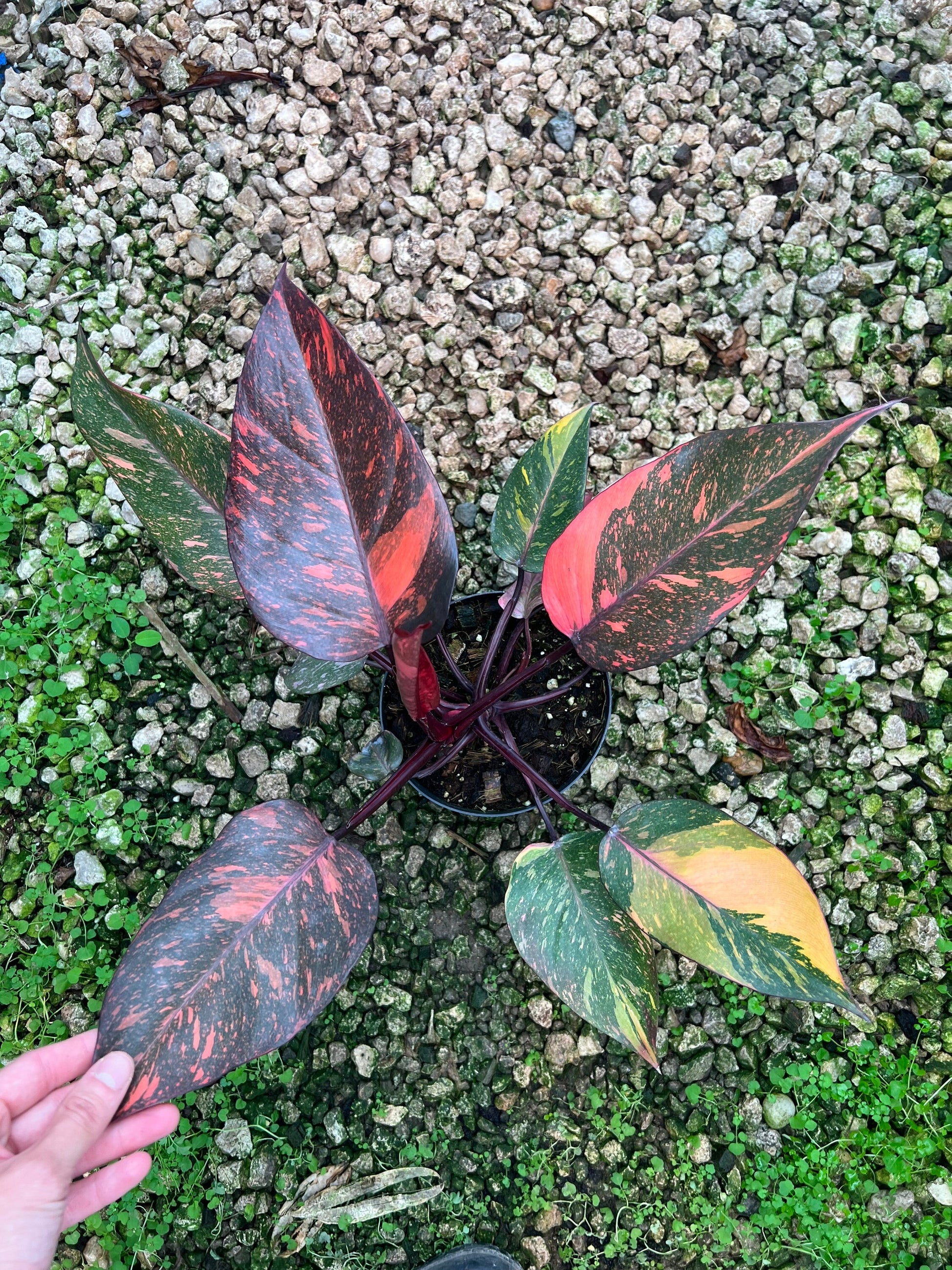 philodendron marble galaxy Philodendron Orange Princess Marble Galaxy 3”