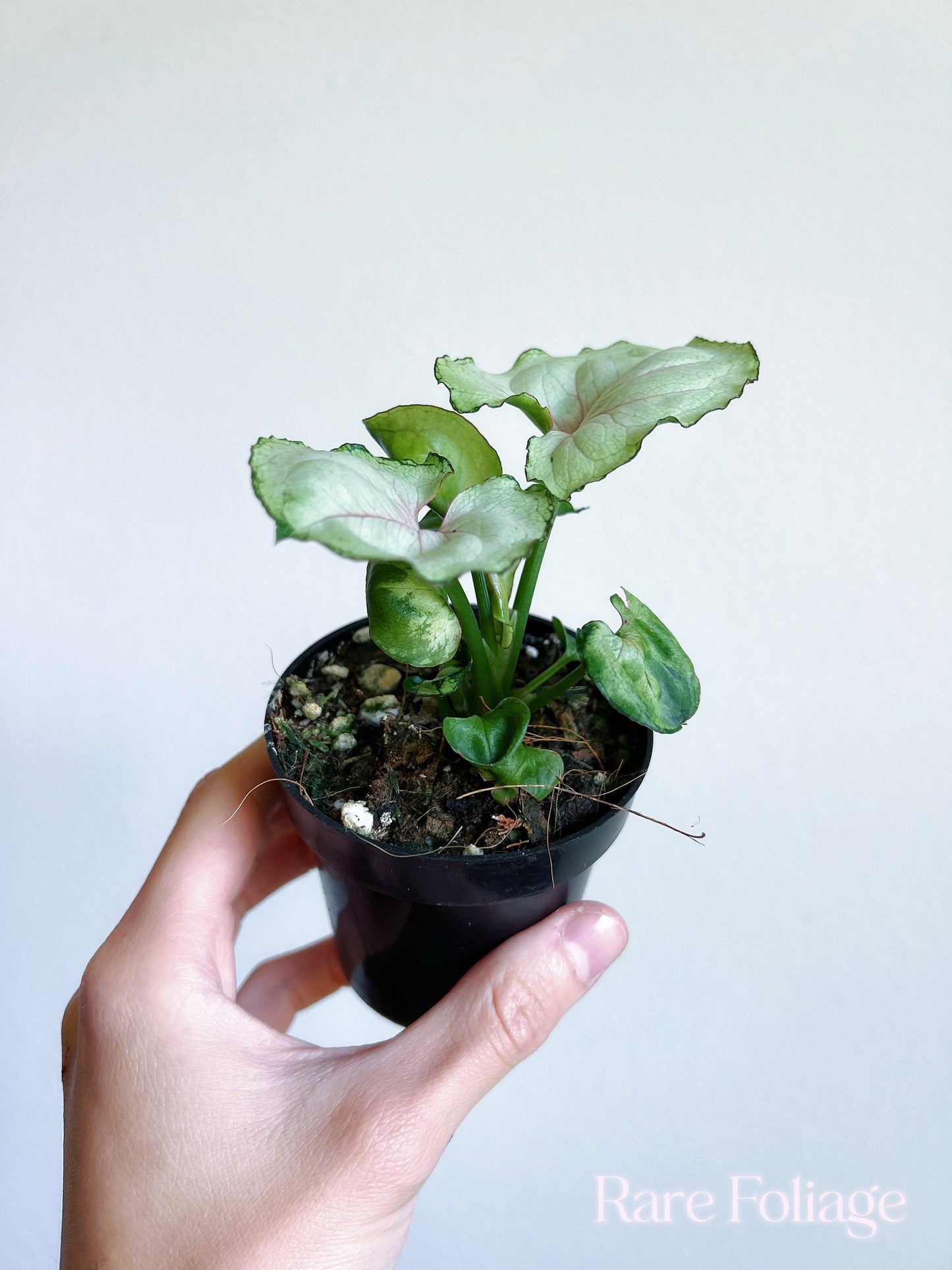 Syngonium Green Splash 3” - US SELLER