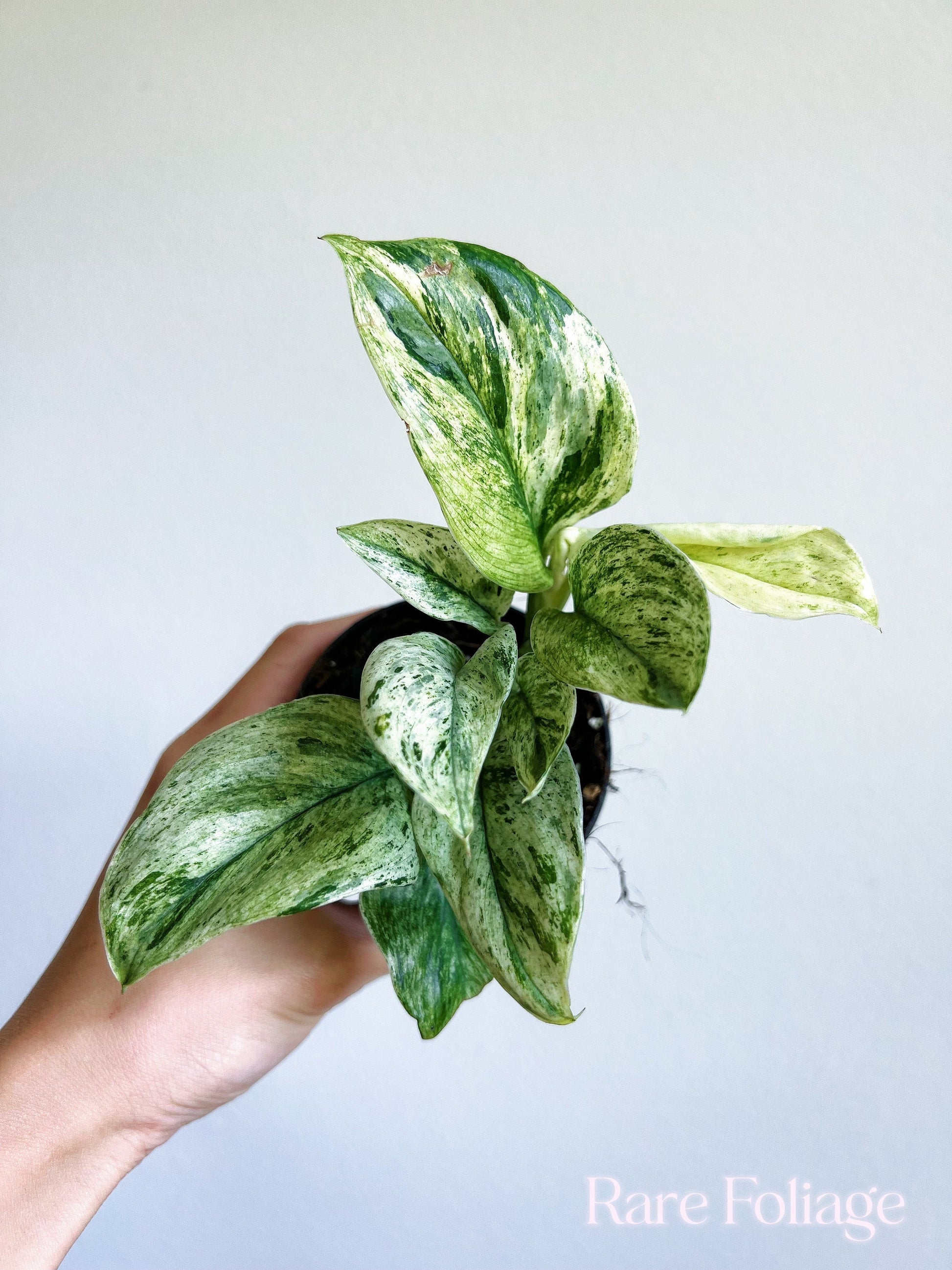 moonlight pothos for sale Scindapsus Treubii Moonlight Marble 3" – Rare Foliage Plant Co