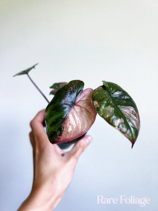 Alocasia Serendipity Pink Variegated 3” Exact Plant - US SELLER