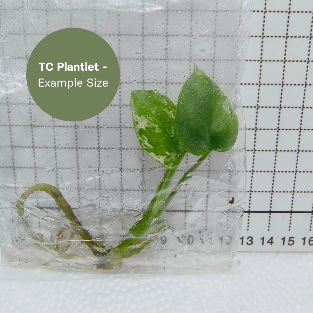 Monstera Devil Monster (Tissue Culture) *Preorder* Ship Date Mid March 2026