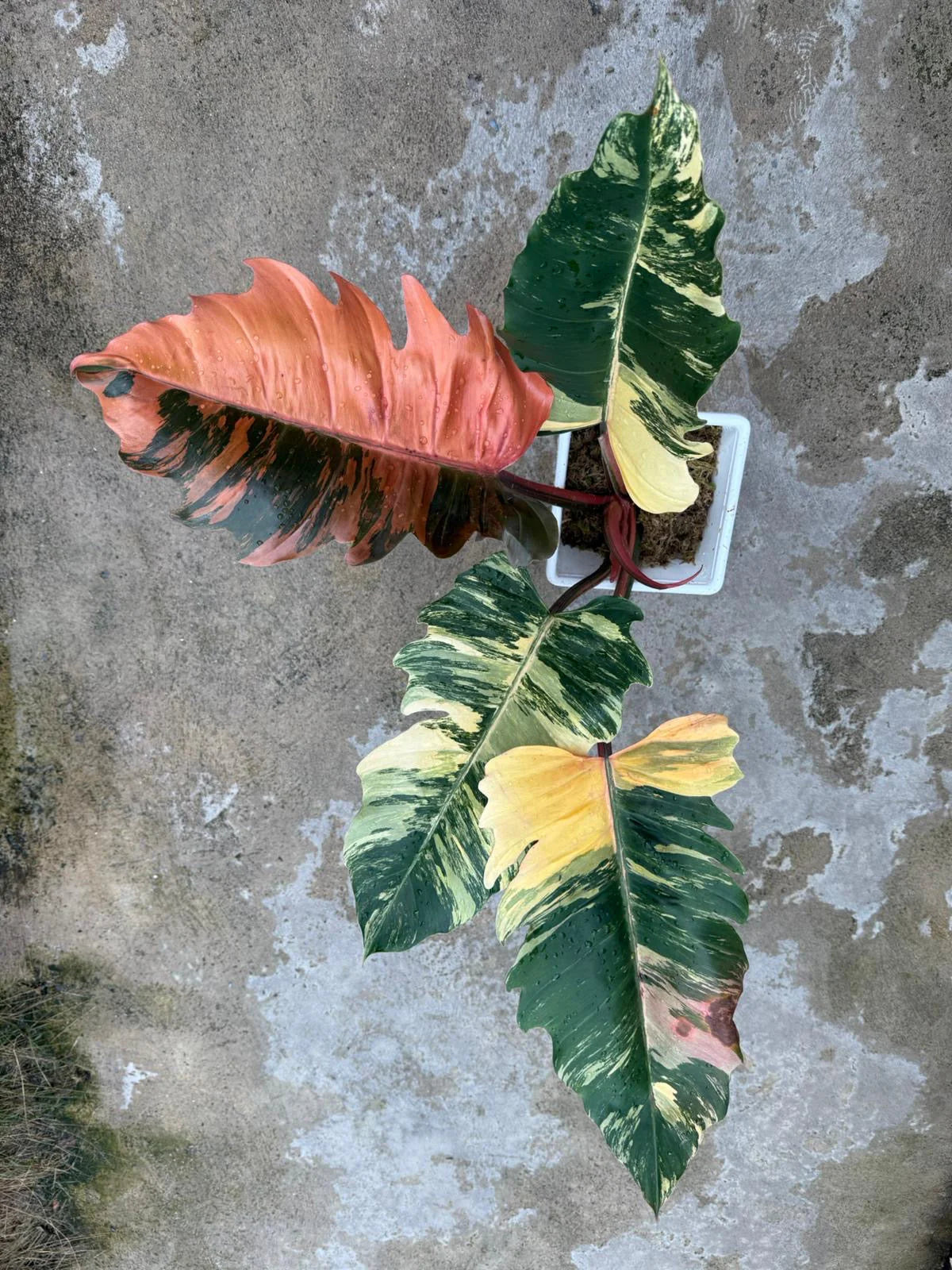 Philodendron Caramel Marble (Tissue Culture) *Preorder* Ship Date Mid March 2026
