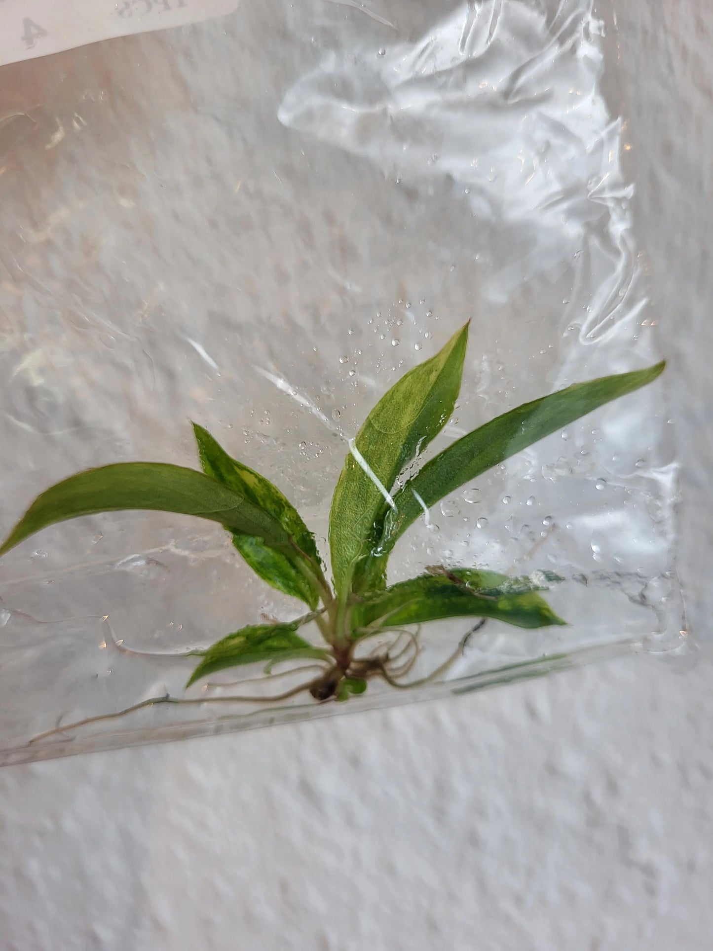 Philodendron Caramel Marble (Tissue Culture) *Preorder* Ship Date Mid March 2026