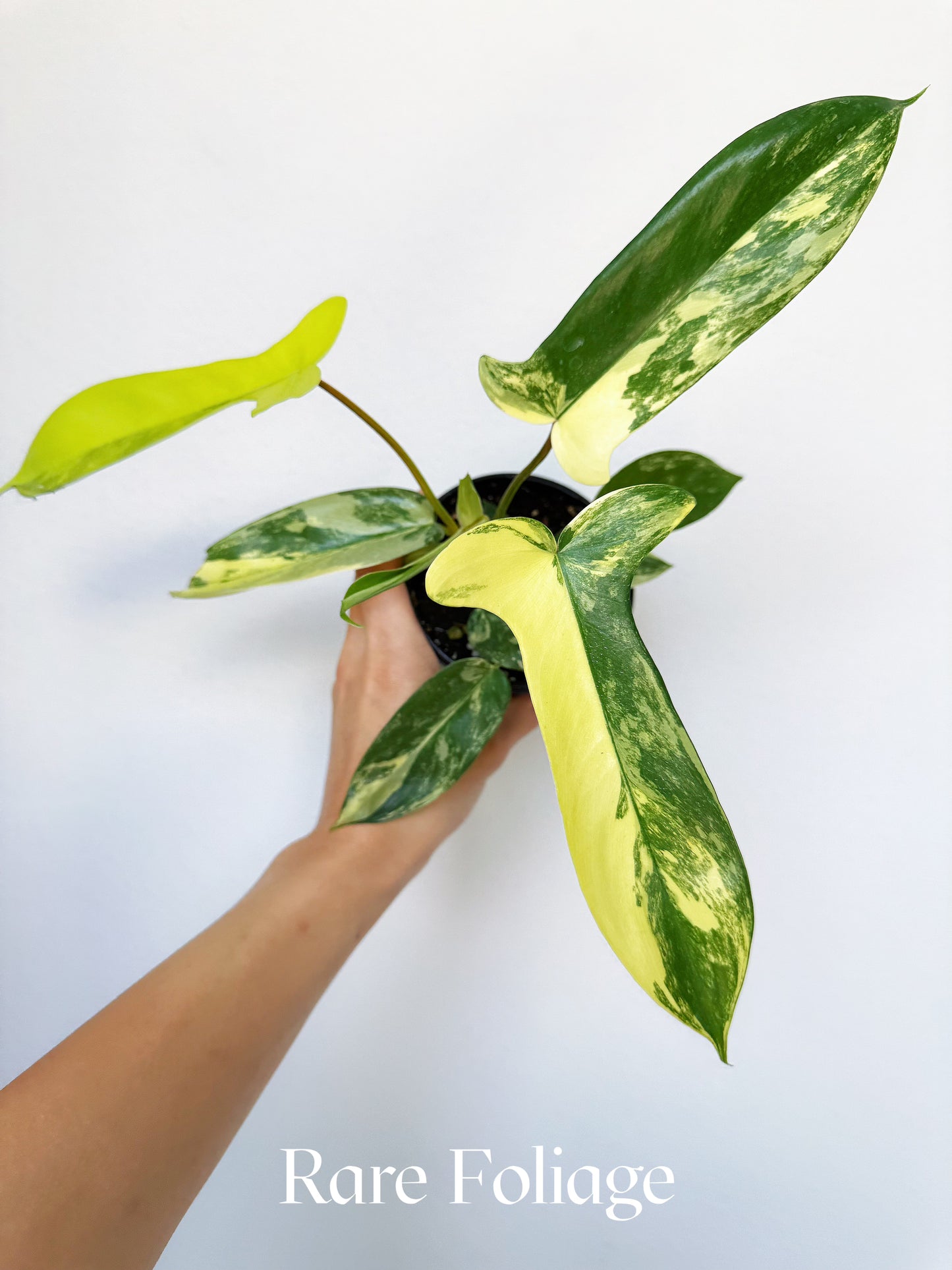 Philodendron Florida Beauty 4"