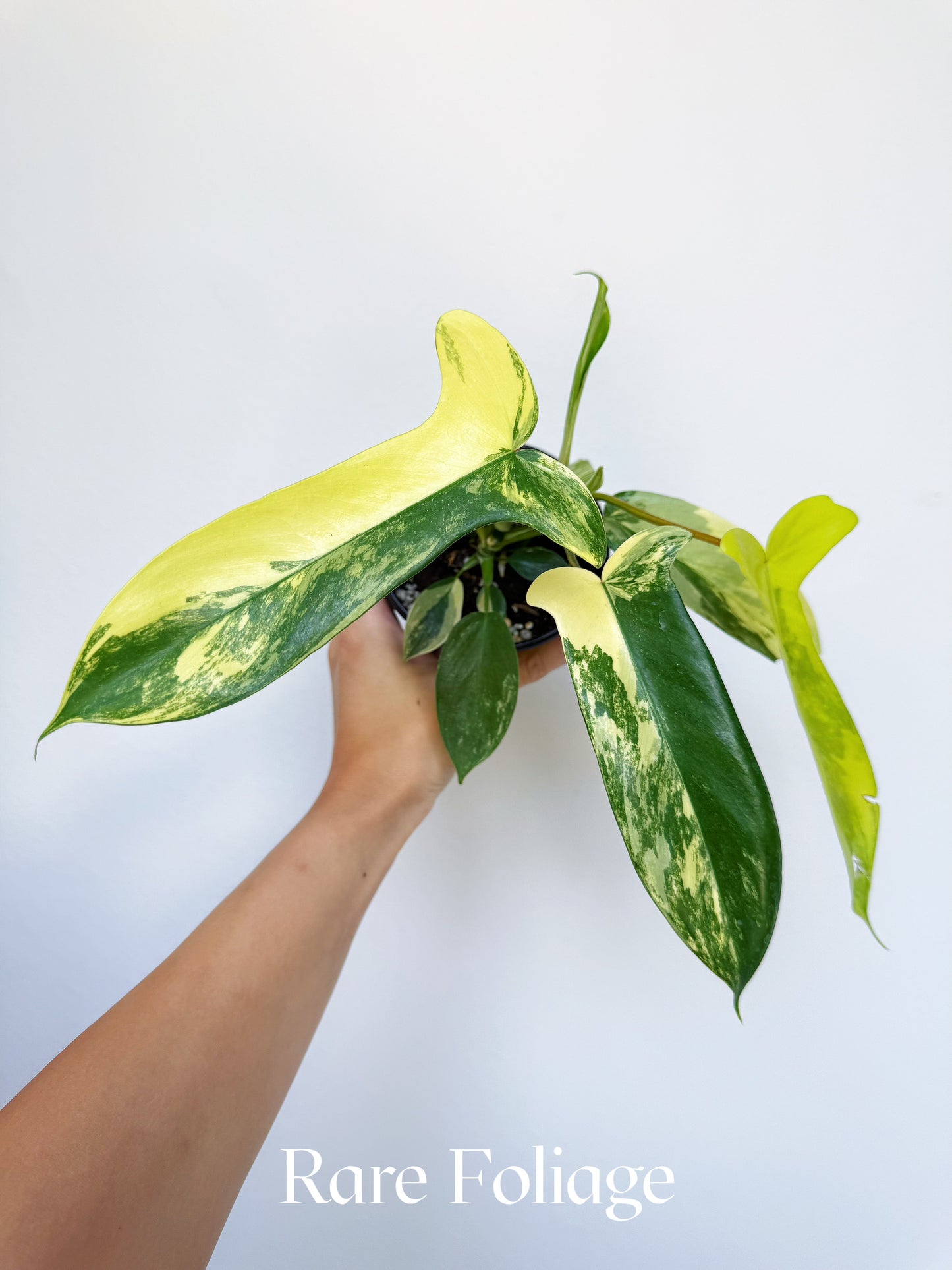 Philodendron Florida Beauty 4"