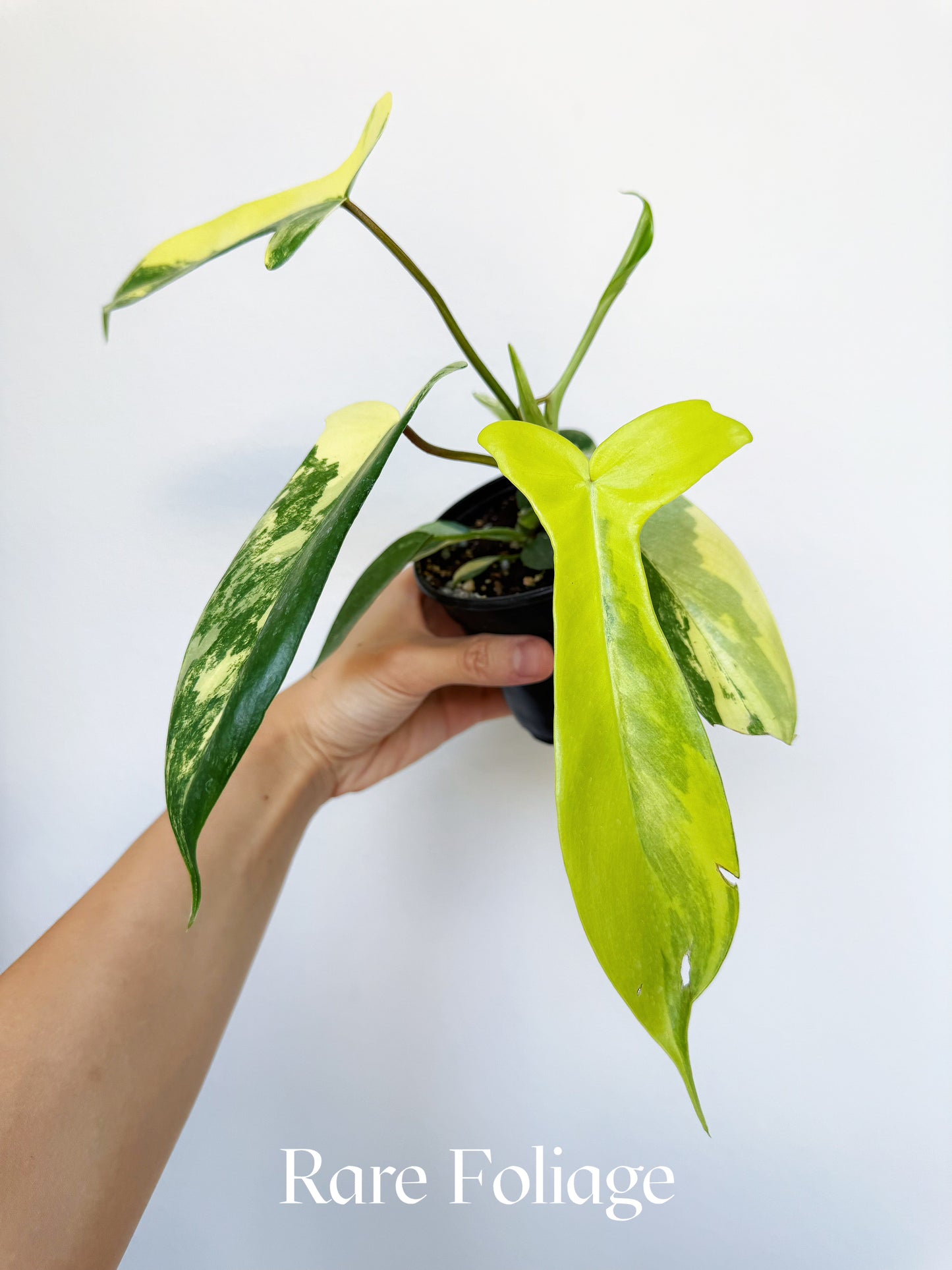 Philodendron Florida Beauty 4"