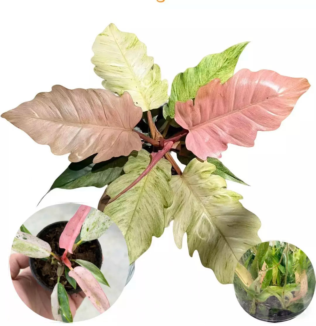 Philodendron Strawberry Marble (Tissue Culture) *Preorder* Ship Date Mid March 2026