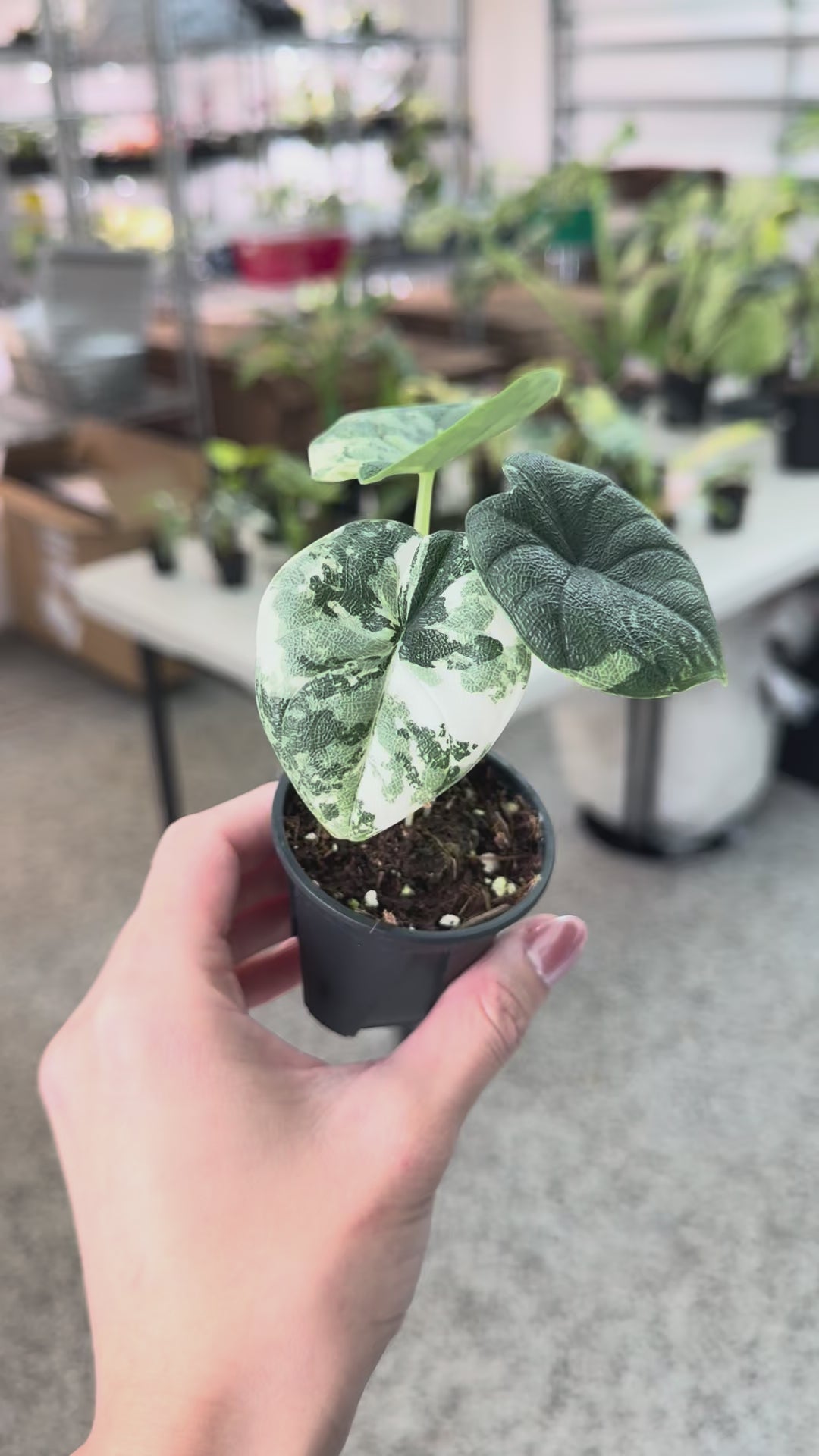 Alocasia Melo Albo Variegated 3” – Rare Foliage Plant Co