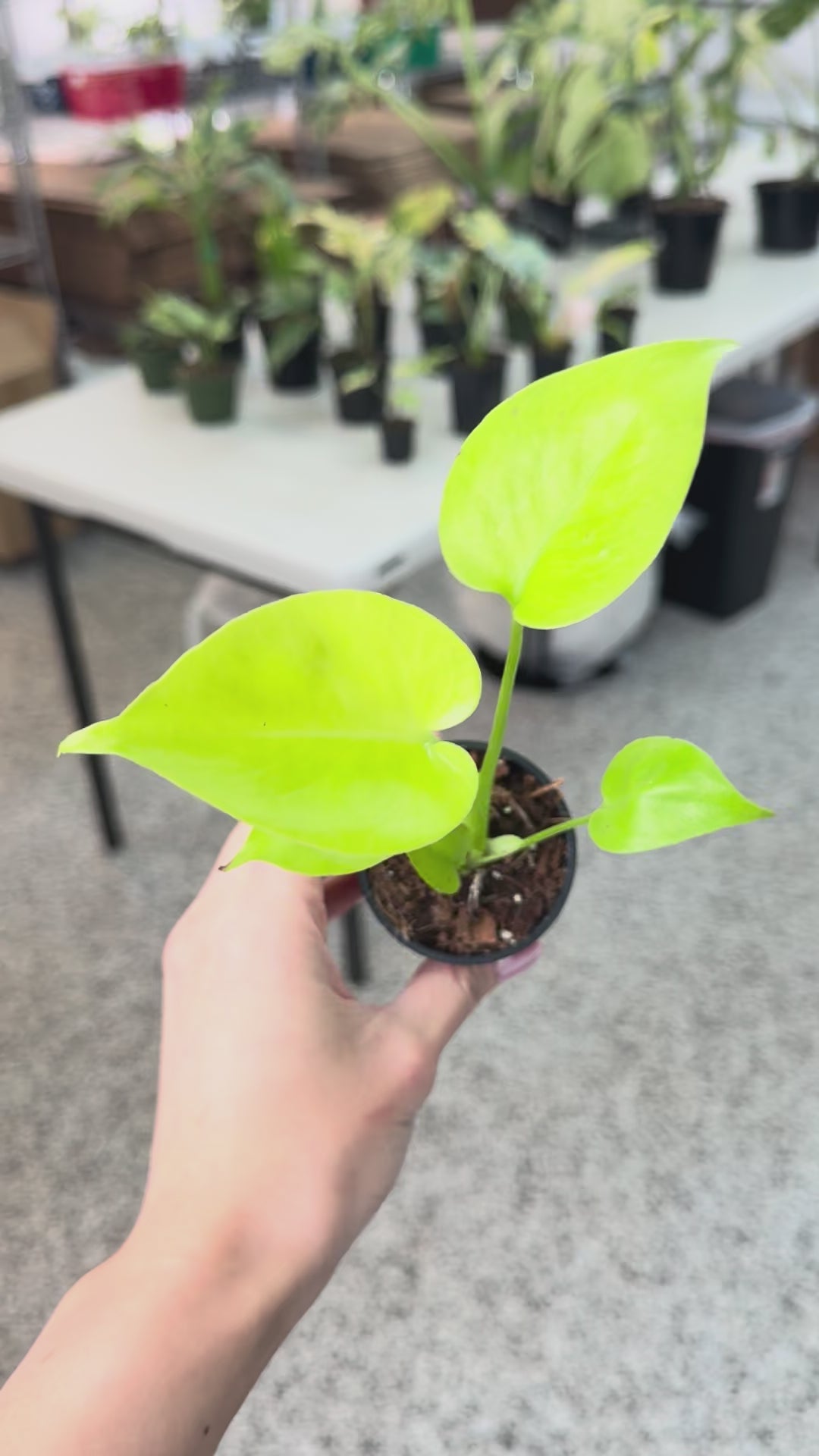 Monstera Lemon Lime 2” – Rare Foliage Plant Co