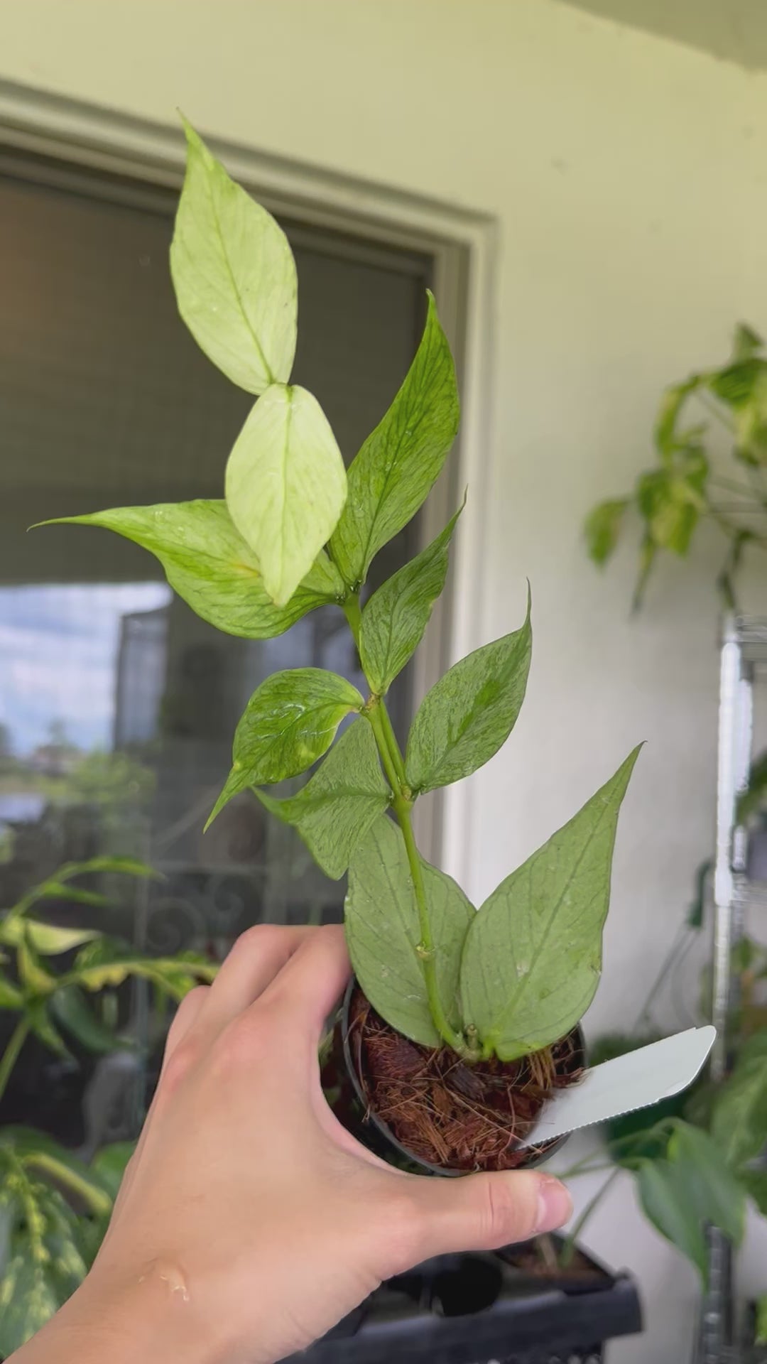怪奇植物　シルバー人魚ホヤ Hoya polyneura broget 週末セール怪奇植物 斑入り人魚ホヤ Hoya polyneura broget Hoya