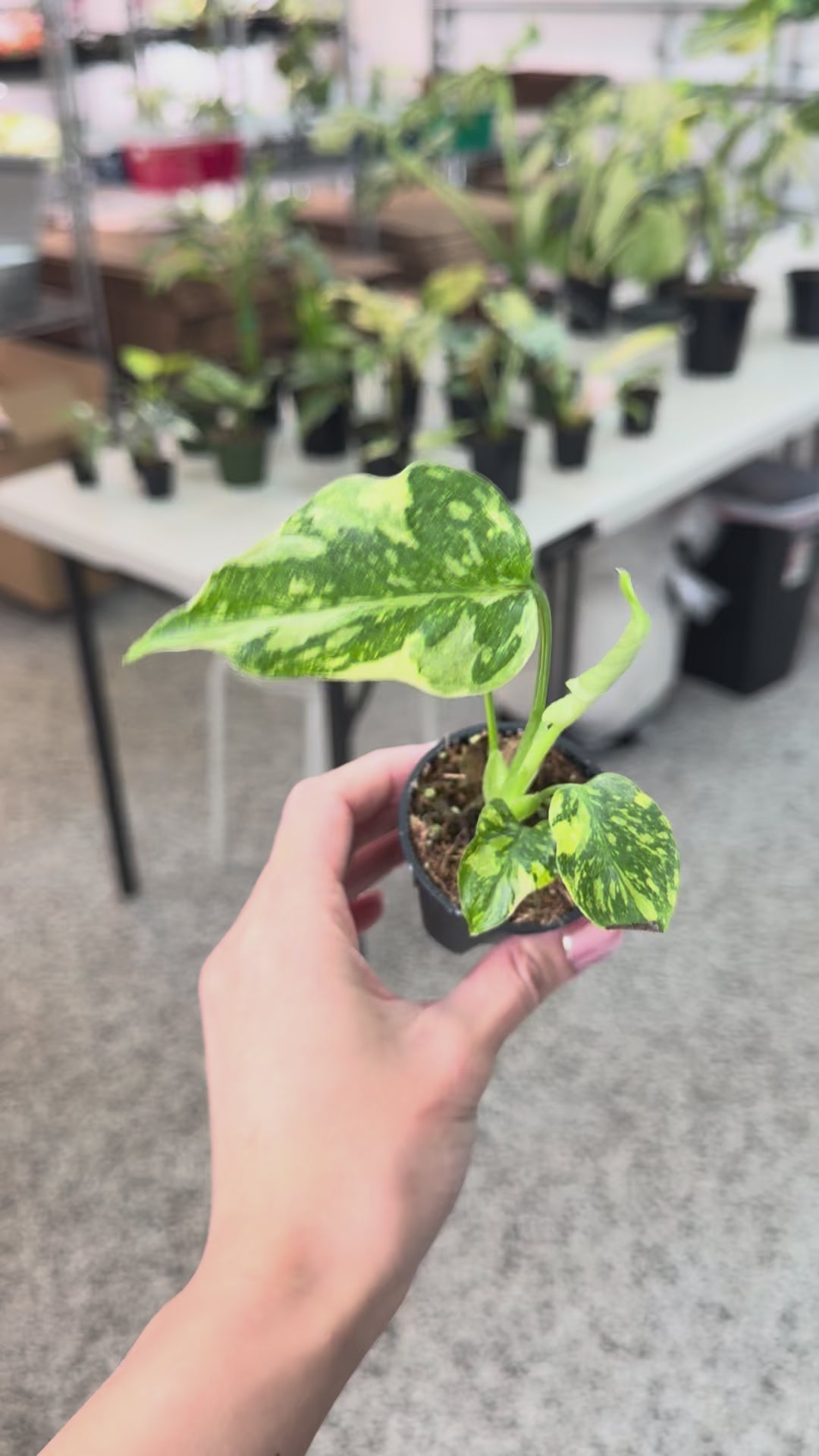 Monstera Electrolyte 2” – Rare Foliage Plant Co