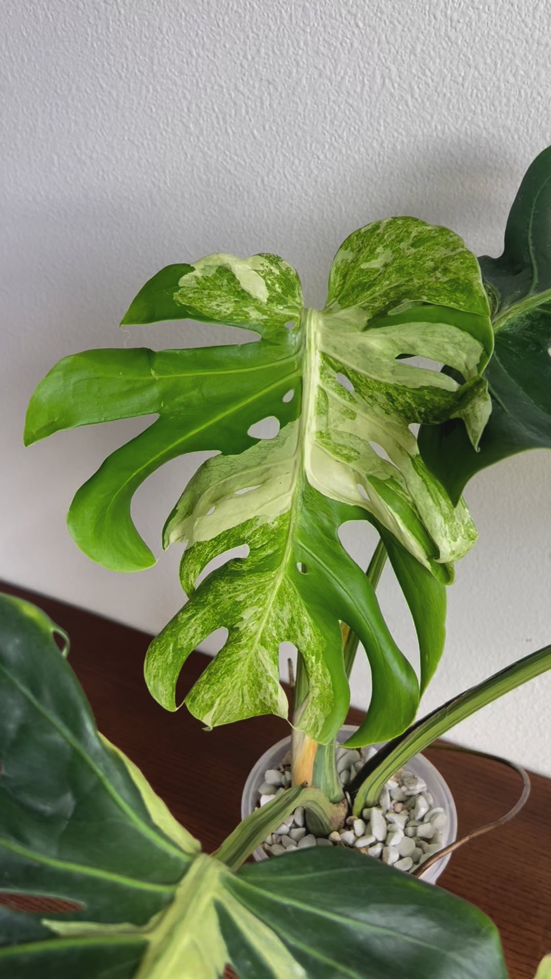 Monstera Deliciosa Masterpiece 6” Exact Plant – Rare Foliage