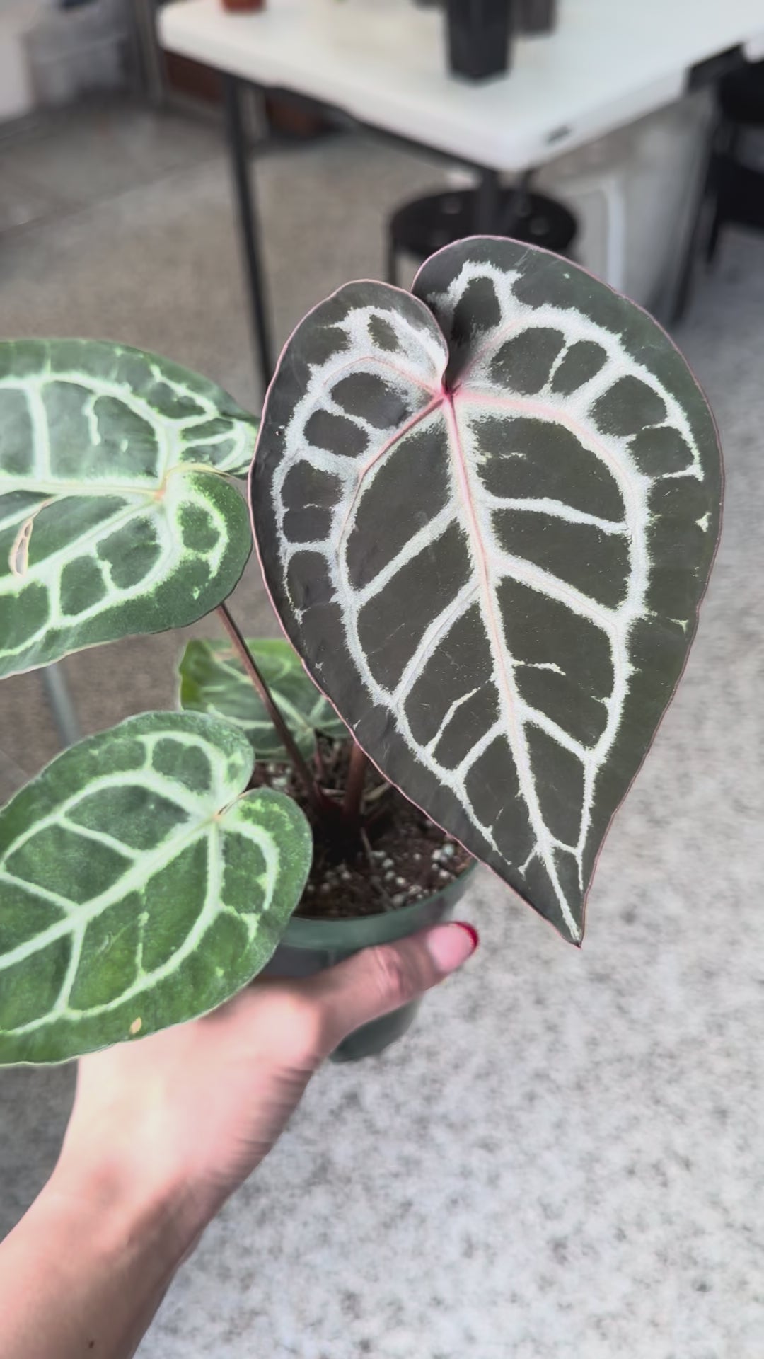 Anthurium Michelle x SKG Silver 4” – Rare Foliage Plant Co