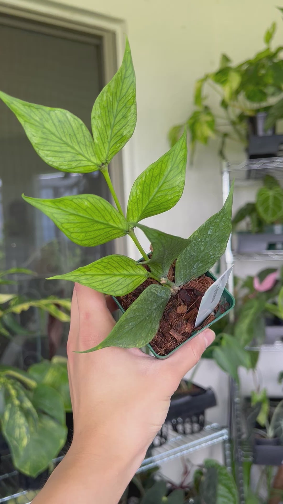 Hoya Polyneura 4” Full Plant – Rare Foliage Plant Co