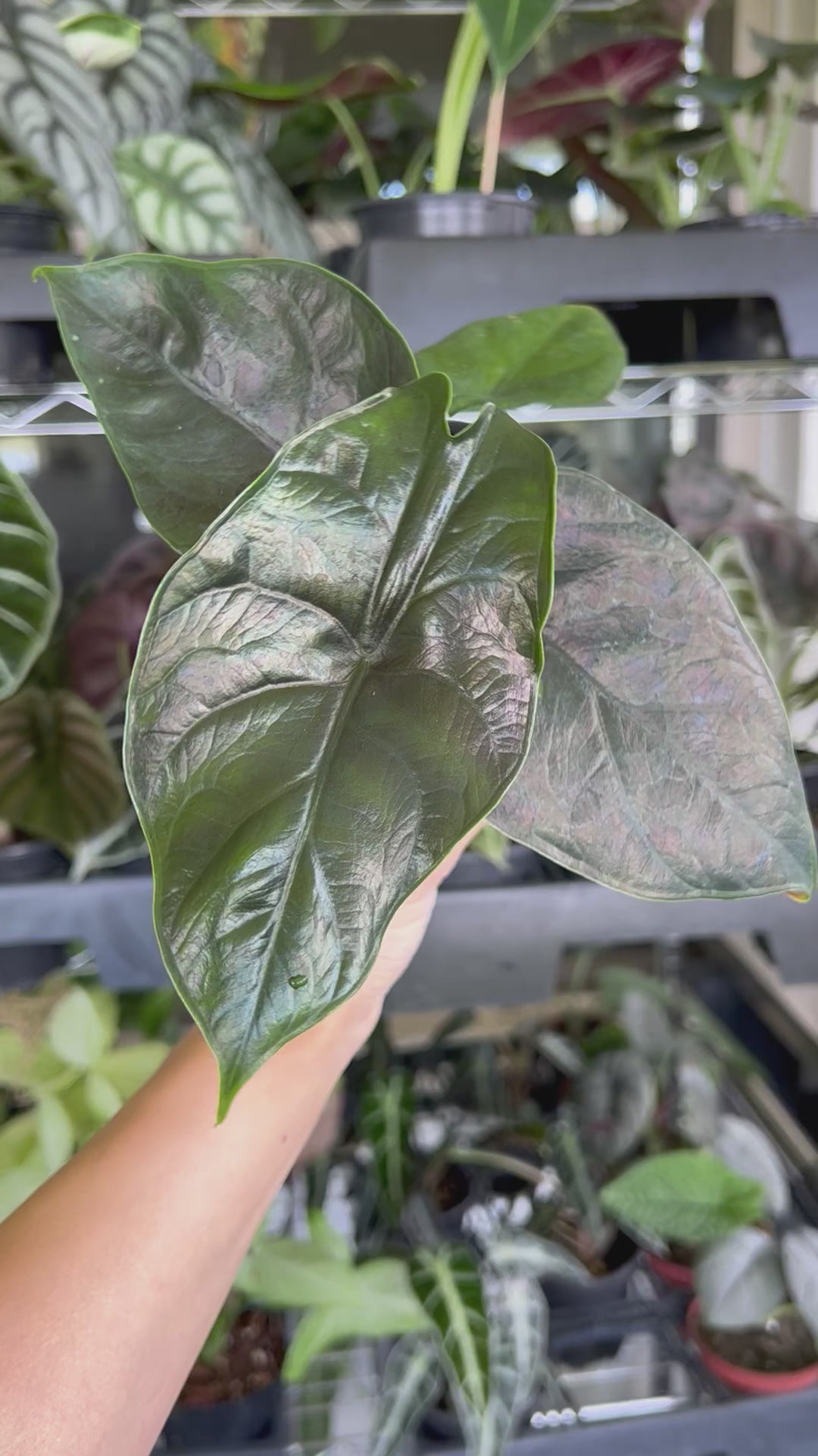 Alocasia Green Unicorn (Azlanii x Dragon Scale) 4” – Rare Foliage