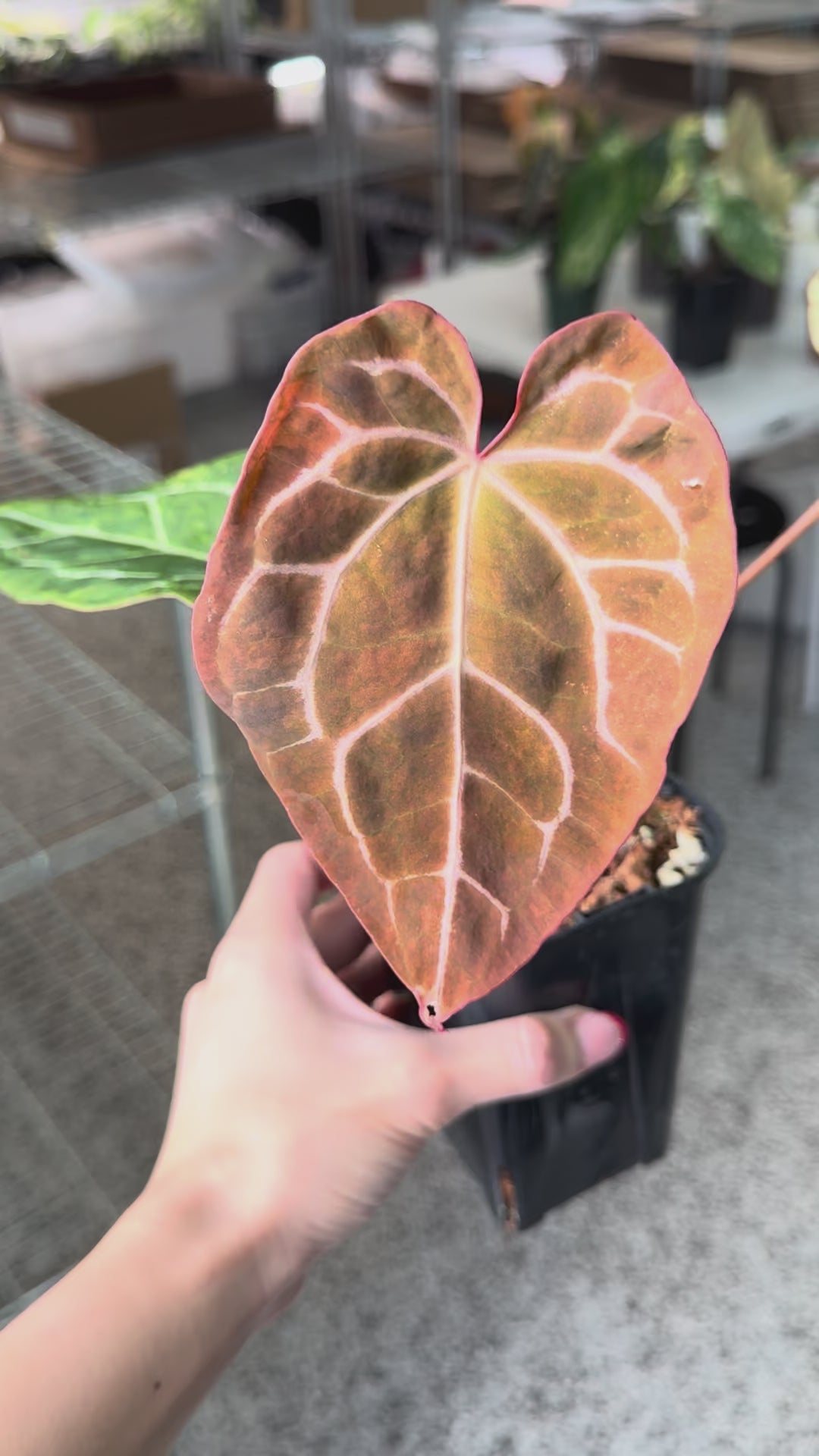 Anthurium Papillilaminum x Magnificum Variegated 4” Exact Plant