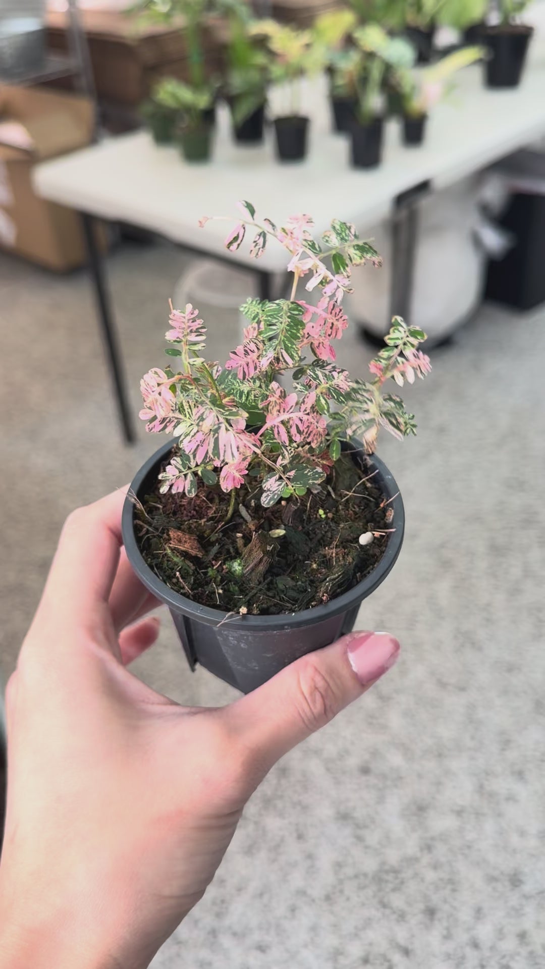 Phyllanthus Urinaria Pink Variegated 3” – Rare Foliage Plant Co