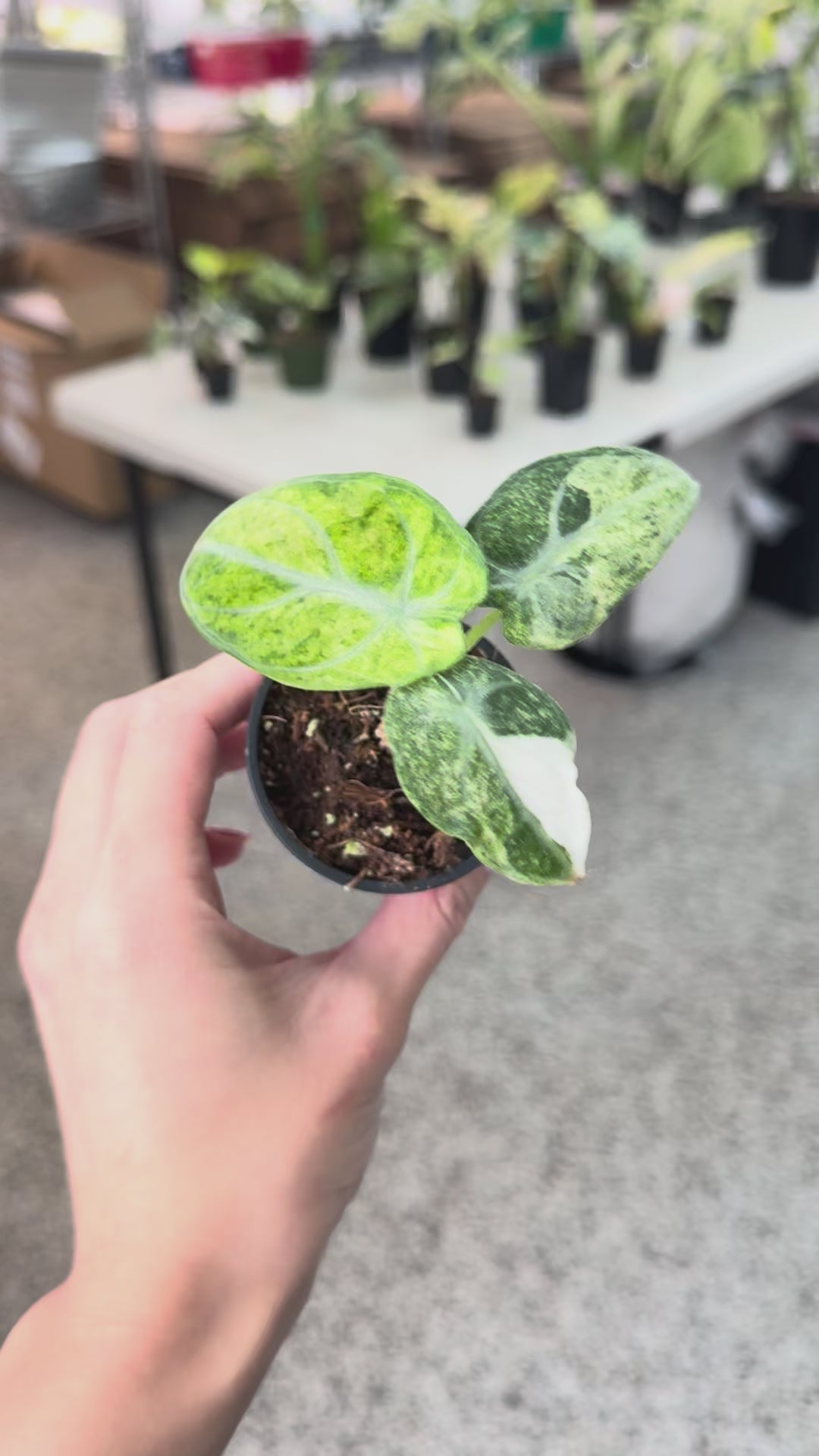 Alocasia Ninja Tricolor Variegated 3'' – Rare Foliage Plant Co