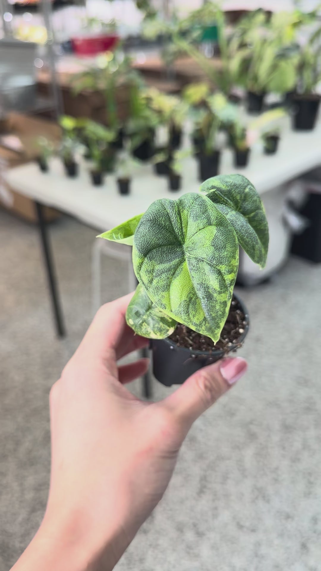 Alocasia Melo Aurea Variegated 2” – Rare Foliage Plant Co